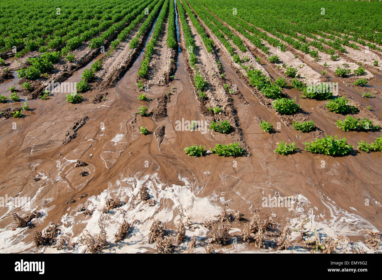 Inefficiente allagare irrigazione nel campo di fagiolo in Idaho centromeridionale Foto Stock