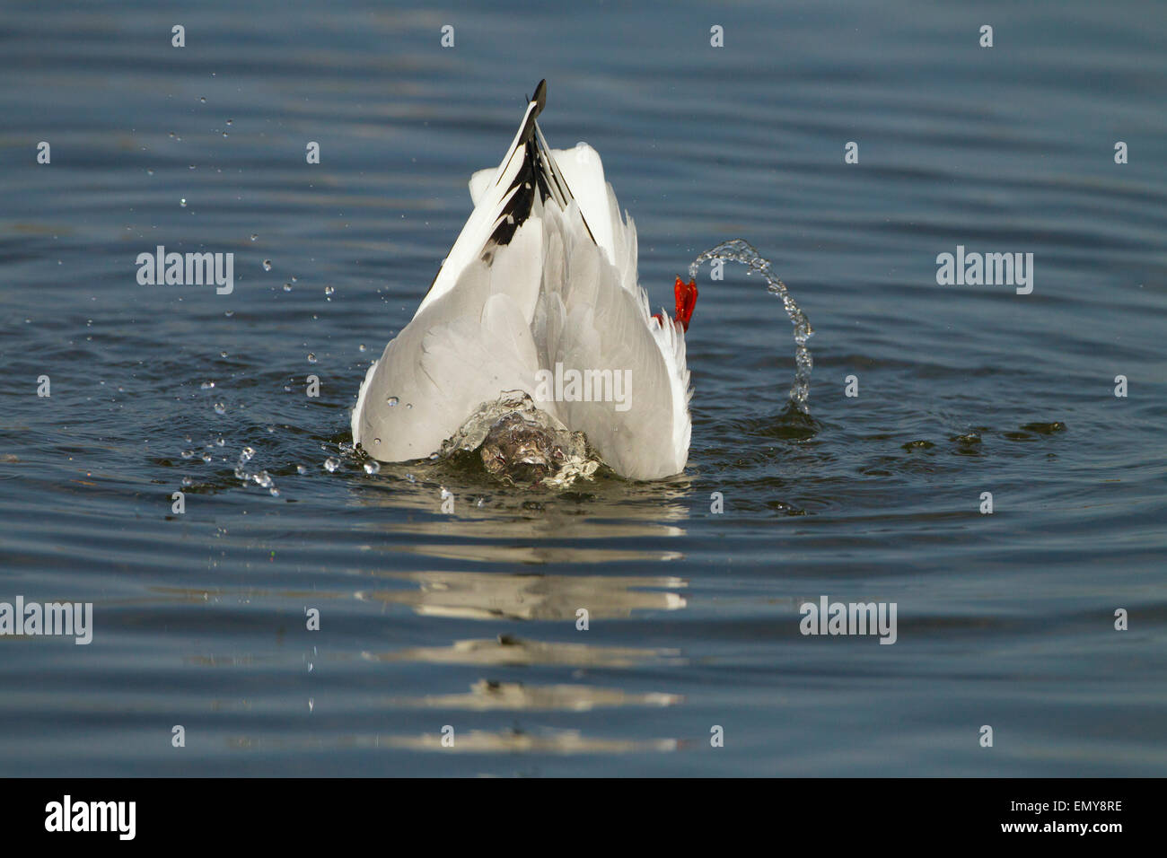 Testa nera Gull Larus ridibundus la balneazione nelle zone costiere creek molla Foto Stock