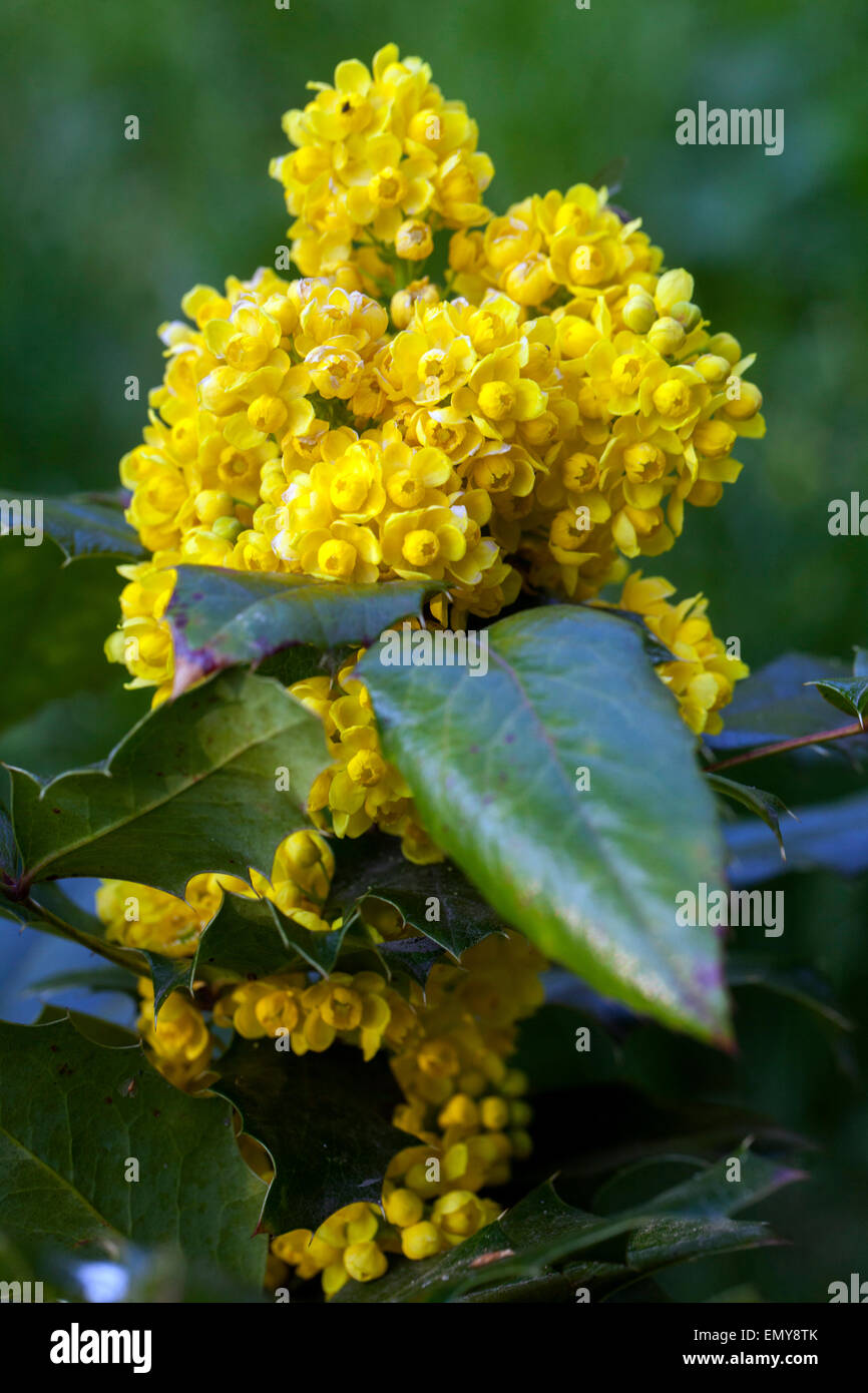 Mahonia aquifolium, Oregon-UVA, fiori di colore giallo Foto Stock