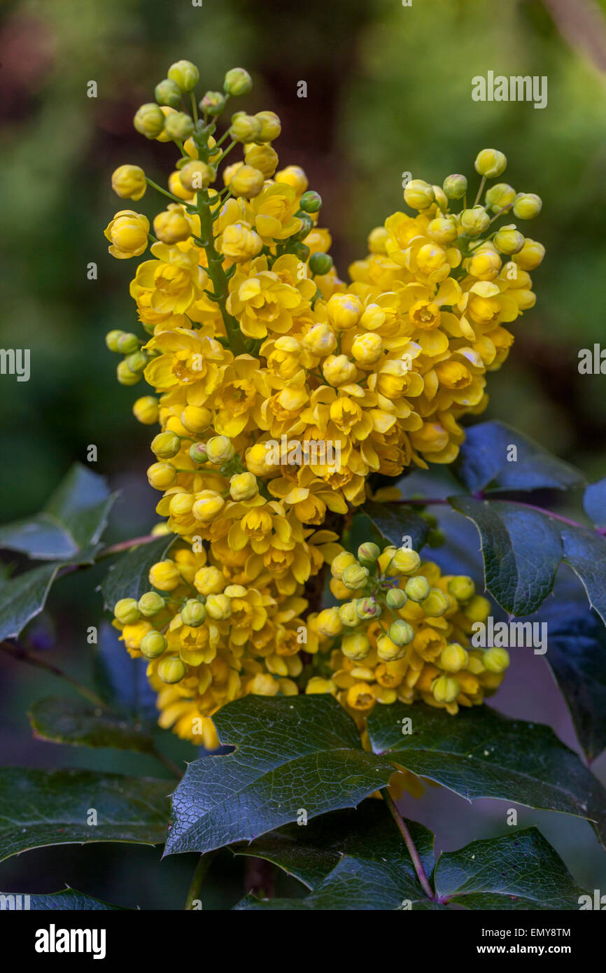 Mahonia aquifolium, Oregon-UVA, fiori di colore giallo Foto Stock