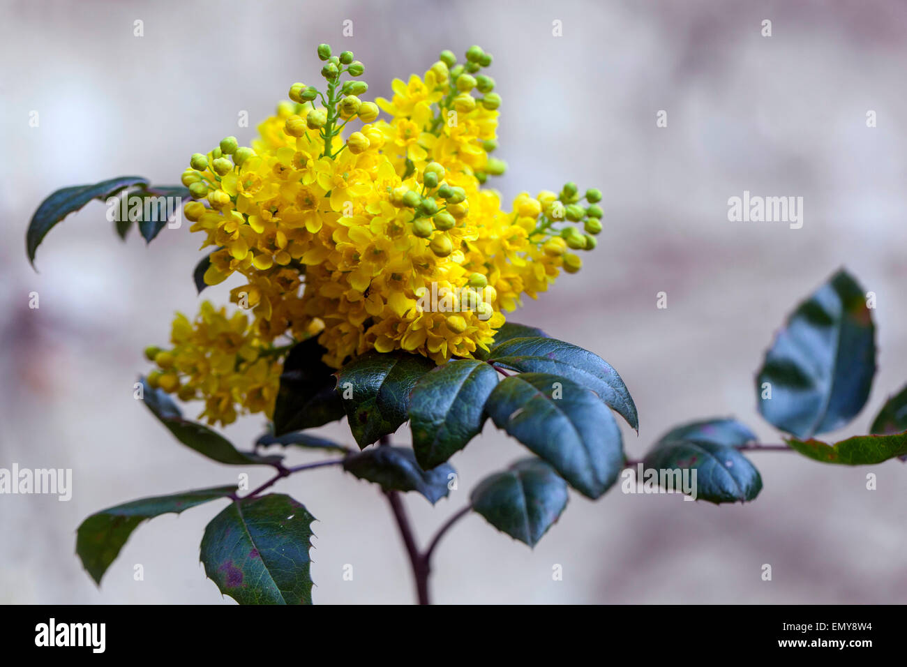 Mahonia aquifolium, Oregon-UVA, fiori di colore giallo Foto Stock