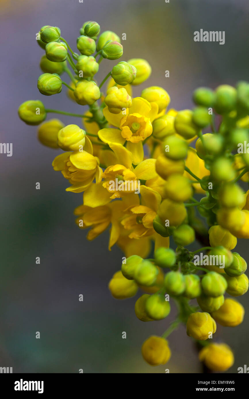 Mahonia aquifolium, Oregon-UVA, fiori di colore giallo Foto Stock
