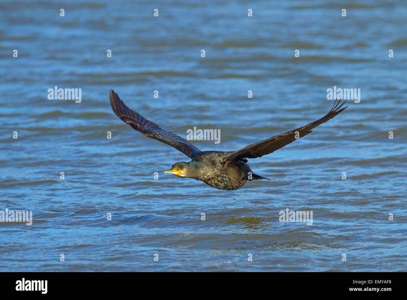 Cormorano Phalacrocorax carbo in volo sopra il torrente costiera Foto Stock