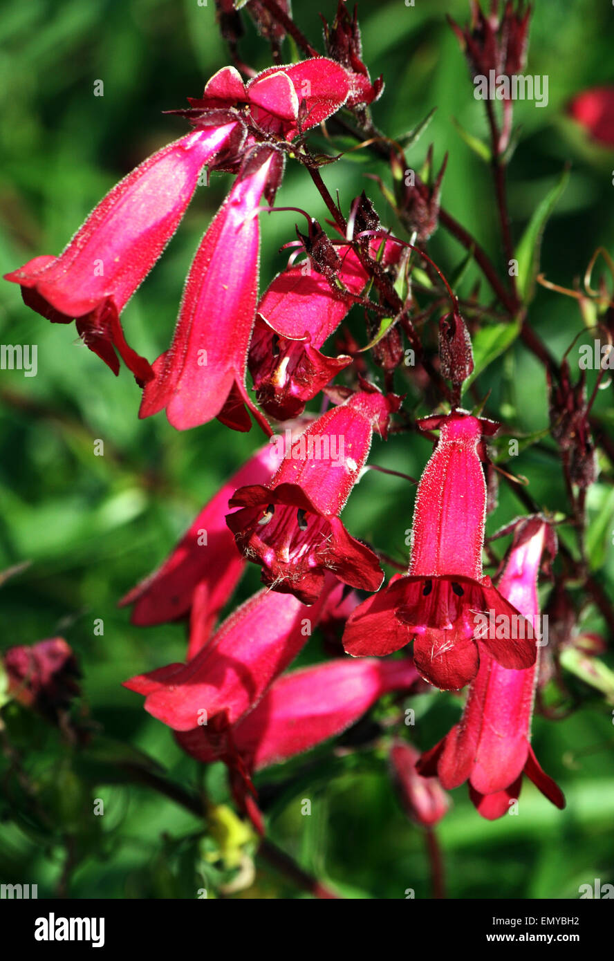 Un rosso penstemon fiore in un giardino Oxfordshire Foto Stock