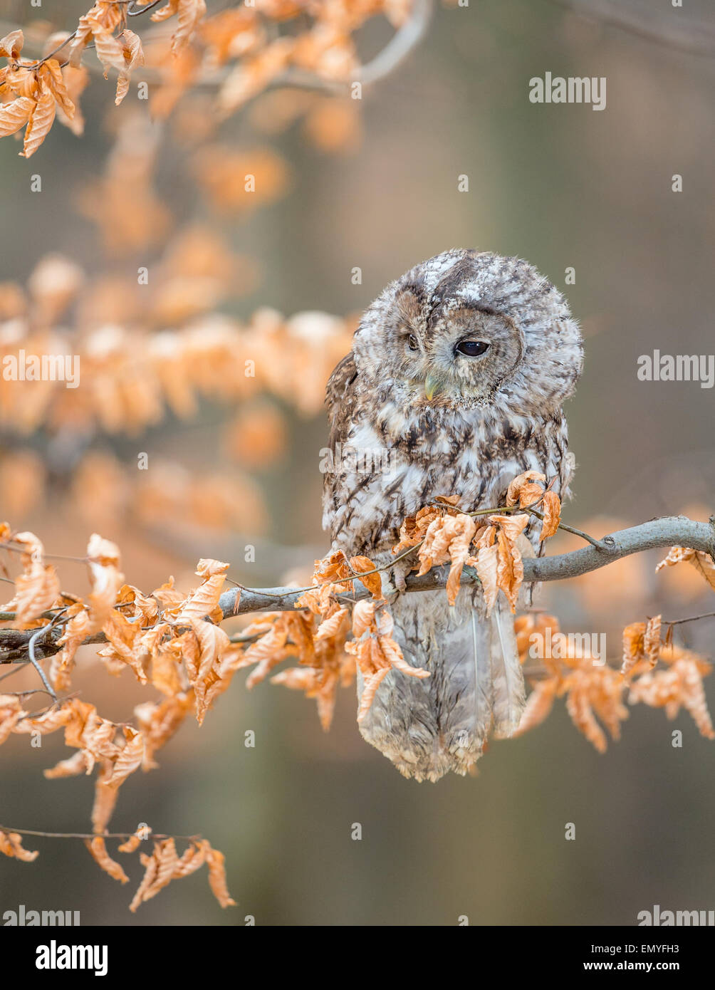 Allocco (Strix aluco) appollaiato su un ramo con la collezione autunno foglie colorate Foto Stock