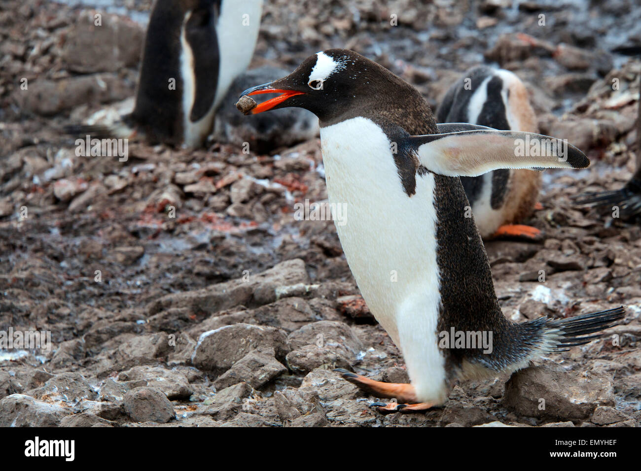 Pinguino Gentoo che trasportano pebble per nidificare Nekko Harbour Antartico peninsulare Antartide Foto Stock
