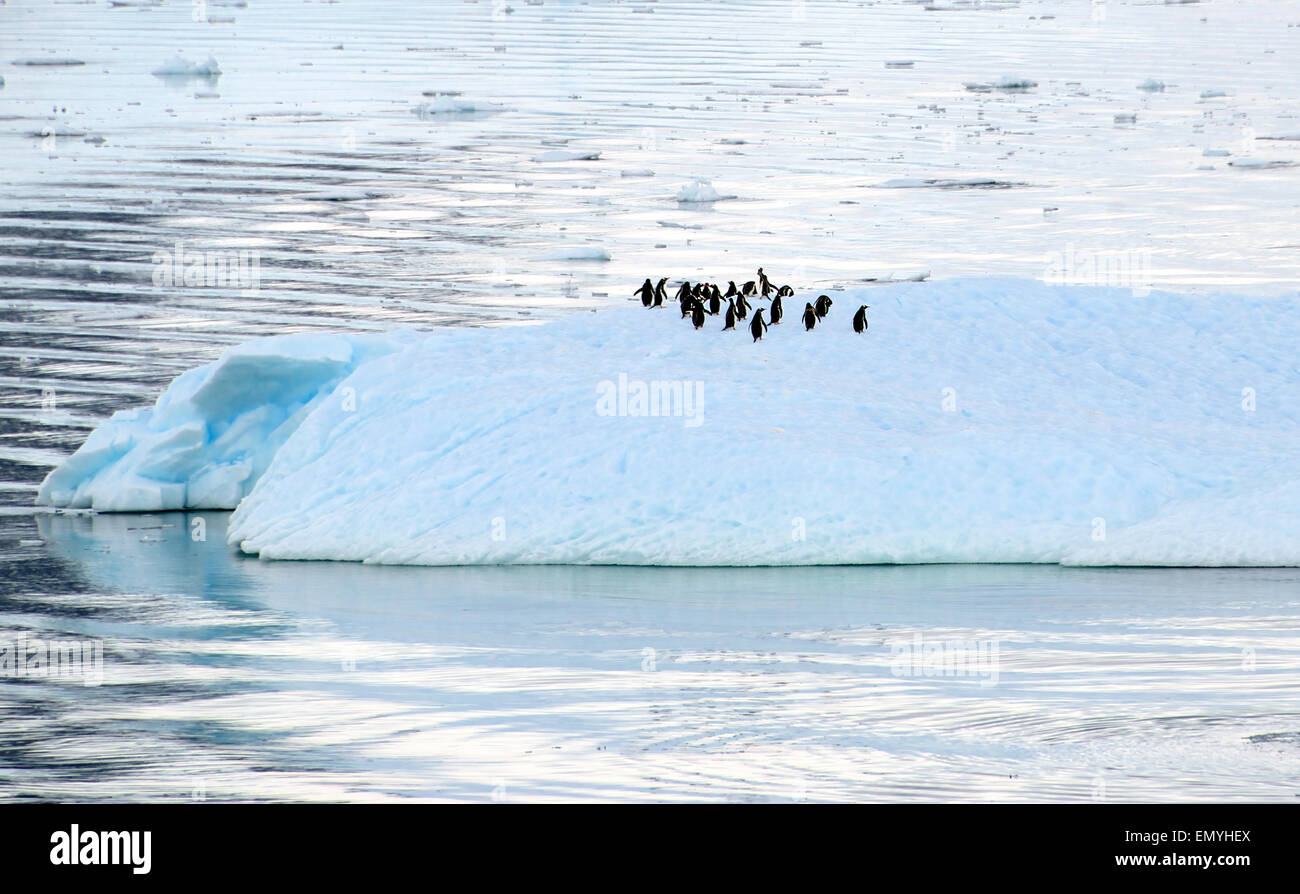 I pinguini Gentoo su un iceberg galleggianti Antartico peninsulare Antartide Foto Stock
