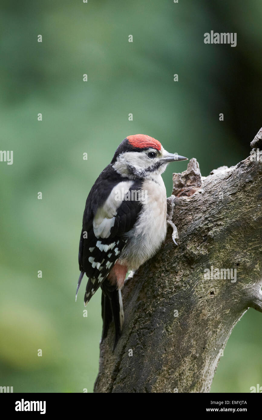 Picchio rosso maggiore, Dendrocopos major, capretti con la corona rossa, REGNO UNITO Foto Stock