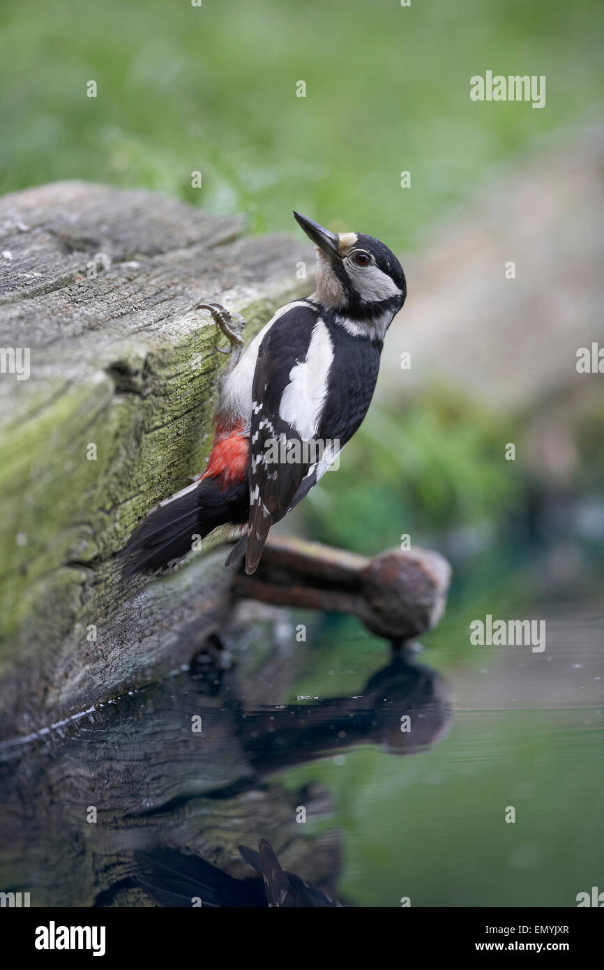 Femmina di Picchio rosso maggiore, Dendrocopos major, East Yorkshire, Regno Unito Foto Stock