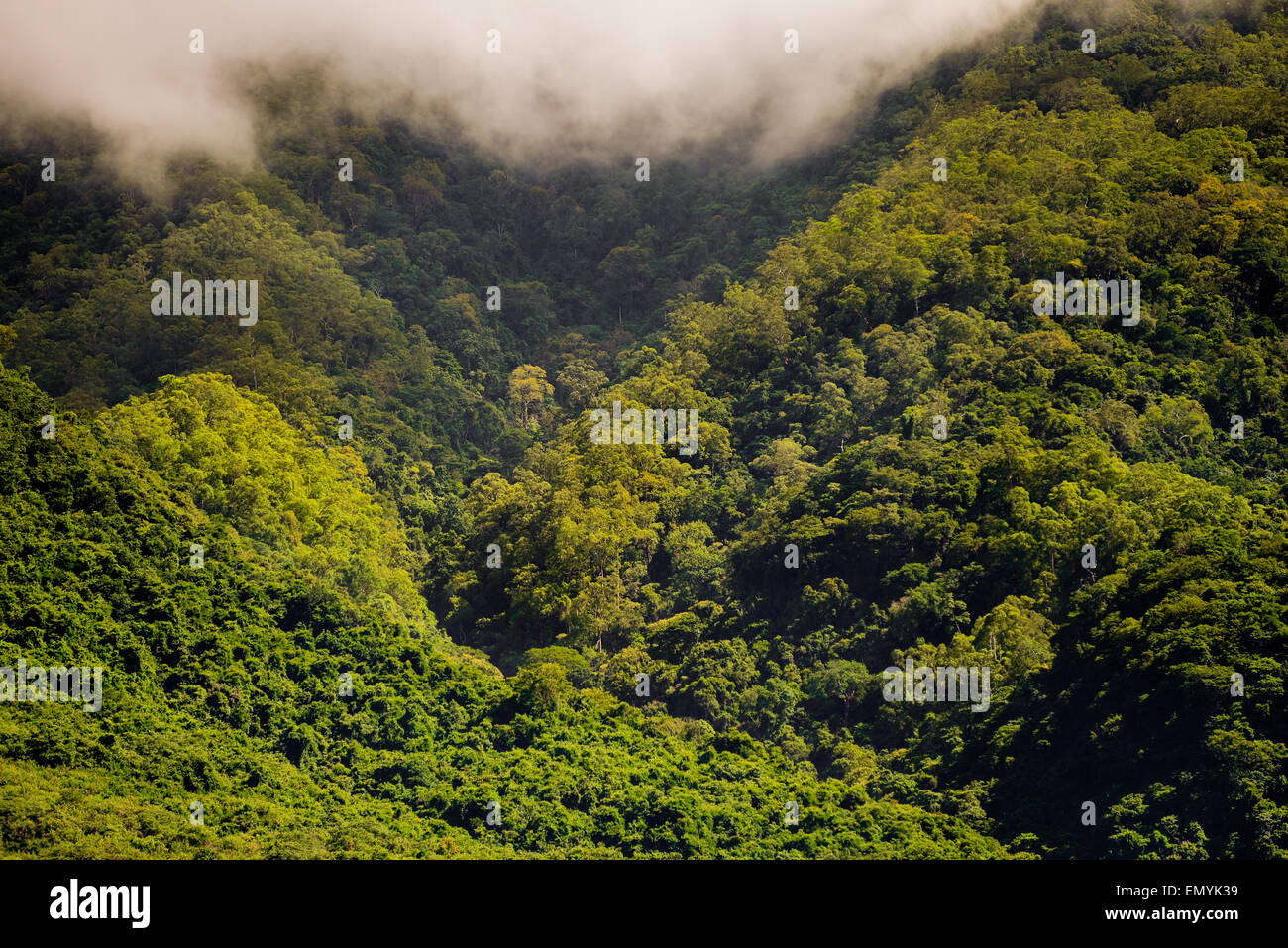 La foresta pluviale tropicale del Monte Mandiri a Larantuka, sull isola di Flores, Indonesia. Foto Stock