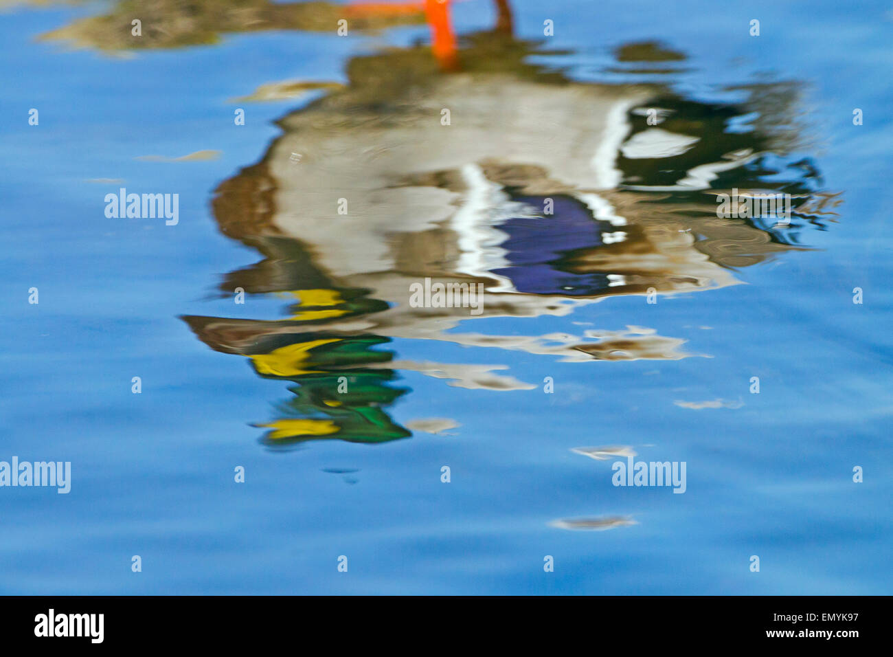 Immagine riflessa di un Germano Reale ano platyrhyncha Drake riflessione nel fiume molla Foto Stock