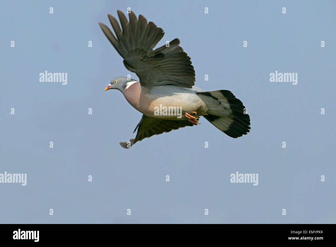 Colombaccio Columba palumbus in volo piccoli copse vicino a terreni agricoli circostanti.Aprile Foto Stock