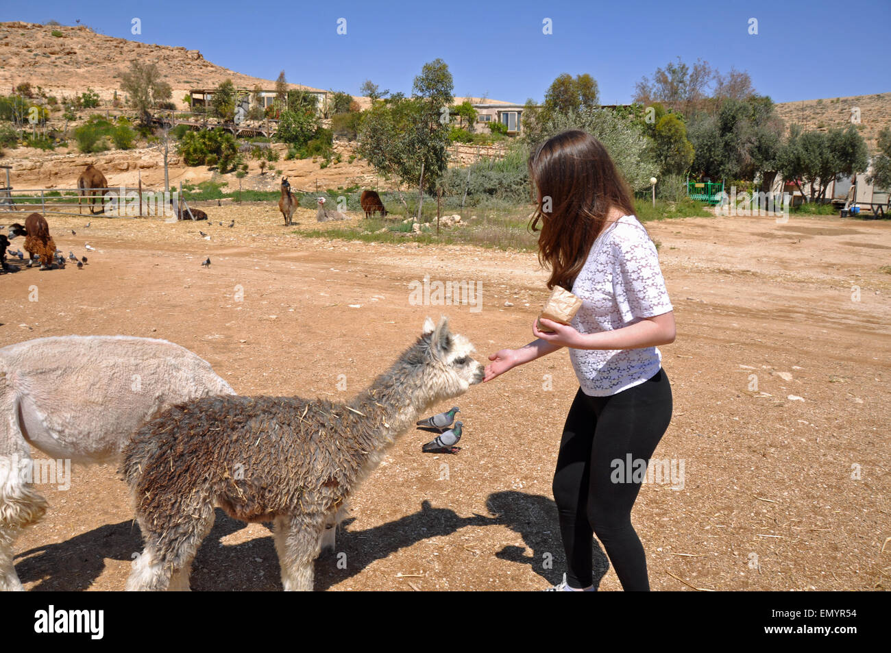 Una ragazza adolescente alpaca alimentazione presso la fattoria degli Alpaca, deserto del Negev, Israele. Foto Stock