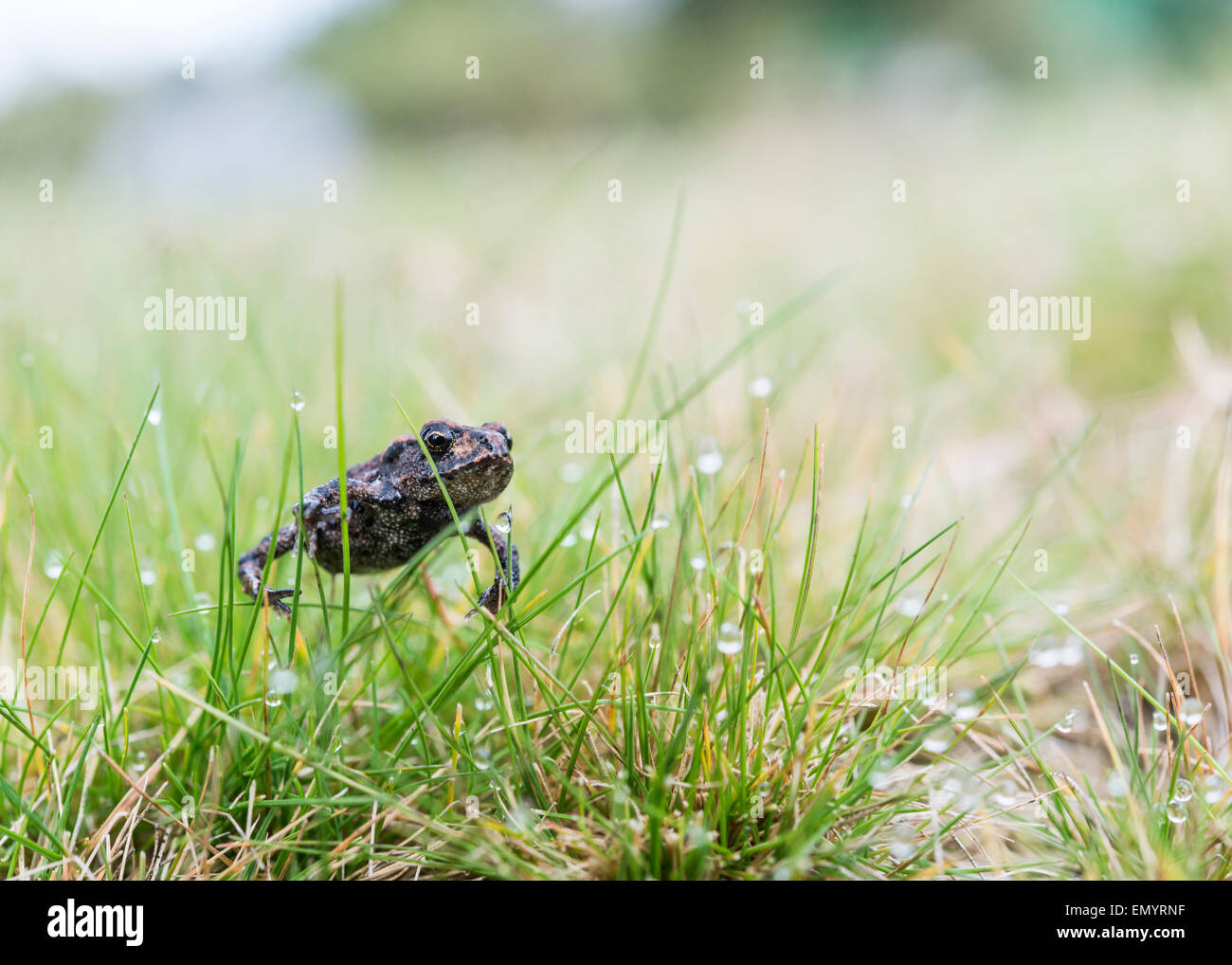 Il rospo comune tra l'erba. Foto Stock