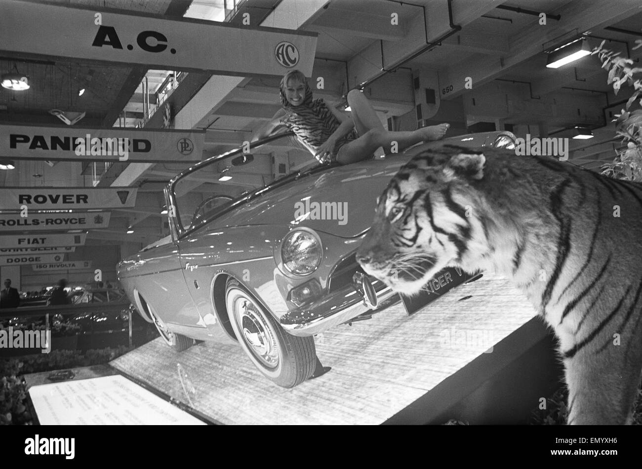 Modelli drapped sopra il cofano del motore di un AC Tiger car al British International Motor Show di Londra il 19 ottobre 1965. Foto Stock