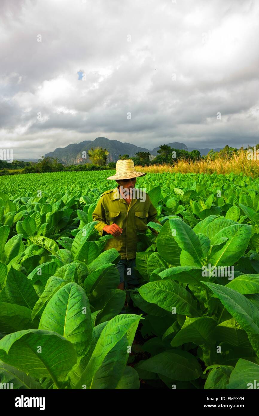 Il contadino di fumare il sigaro nel mezzo di tabacco di Viñales Cuba Foto Stock
