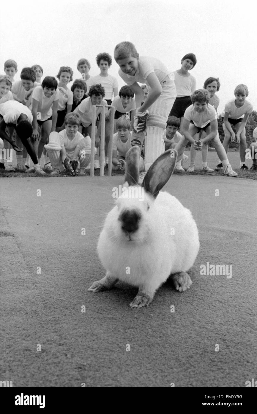 Conigli sul campo da cricket. Luglio 1981 Foto Stock