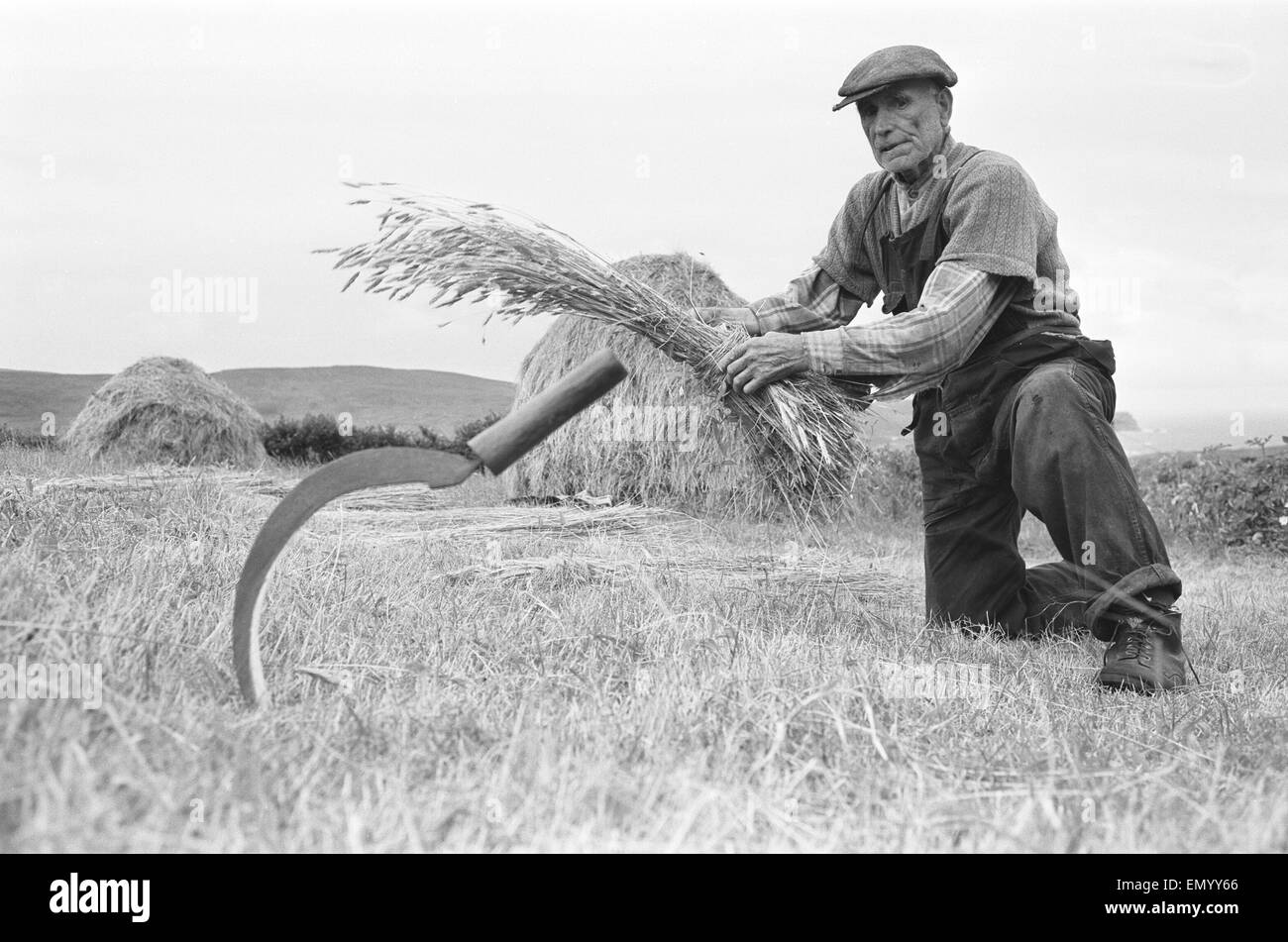 Agricoltore raduno in havest nei campi e colline in ed intorno alla Contea di Donegal villaggio di Glencolumbkille Irlanda del Nord il 7 settembre 1963 Foto Stock