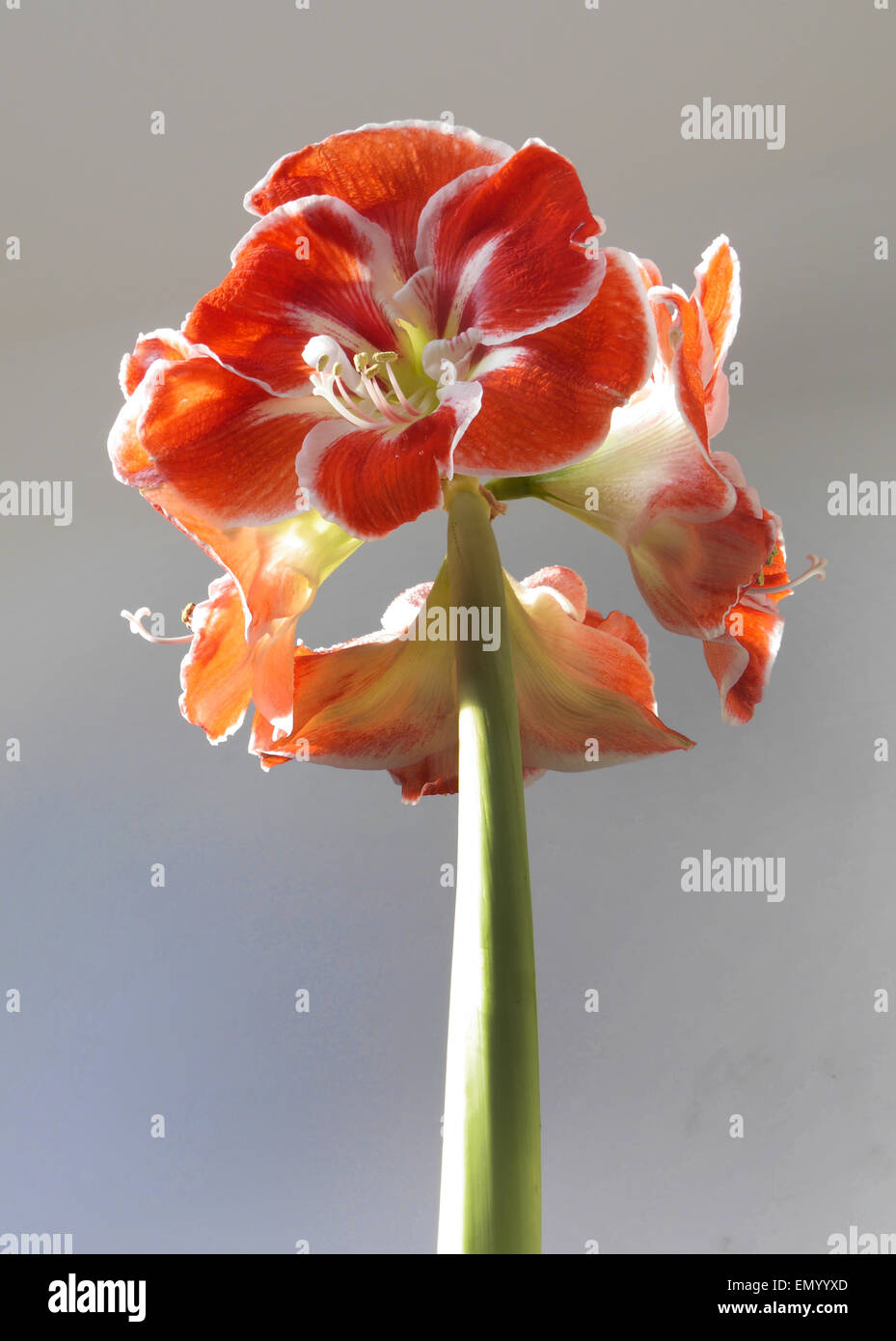 Amaryllis belladonna di colore rosso e bianco Foto Stock