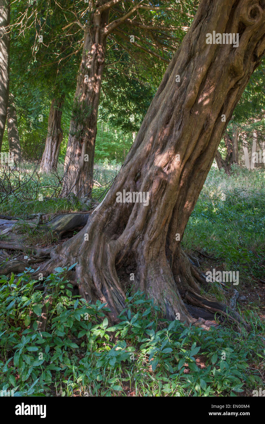 Una fila di alberi di tasso nel bosco Foto Stock