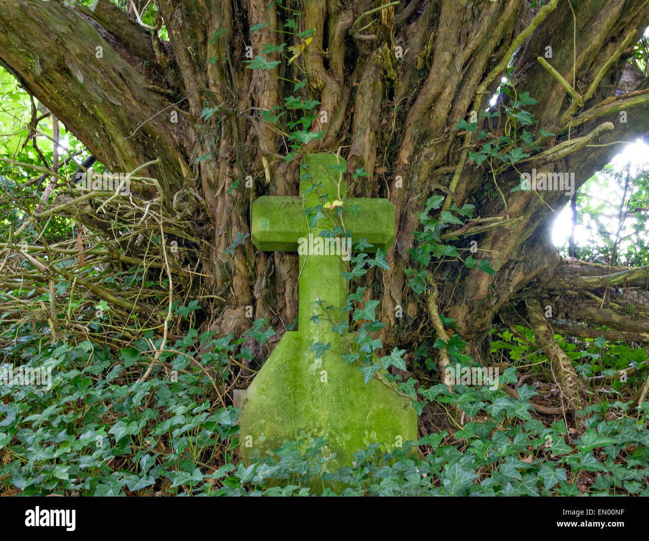 Tomba di pietra e di yew tree in cantiere grave Foto Stock
