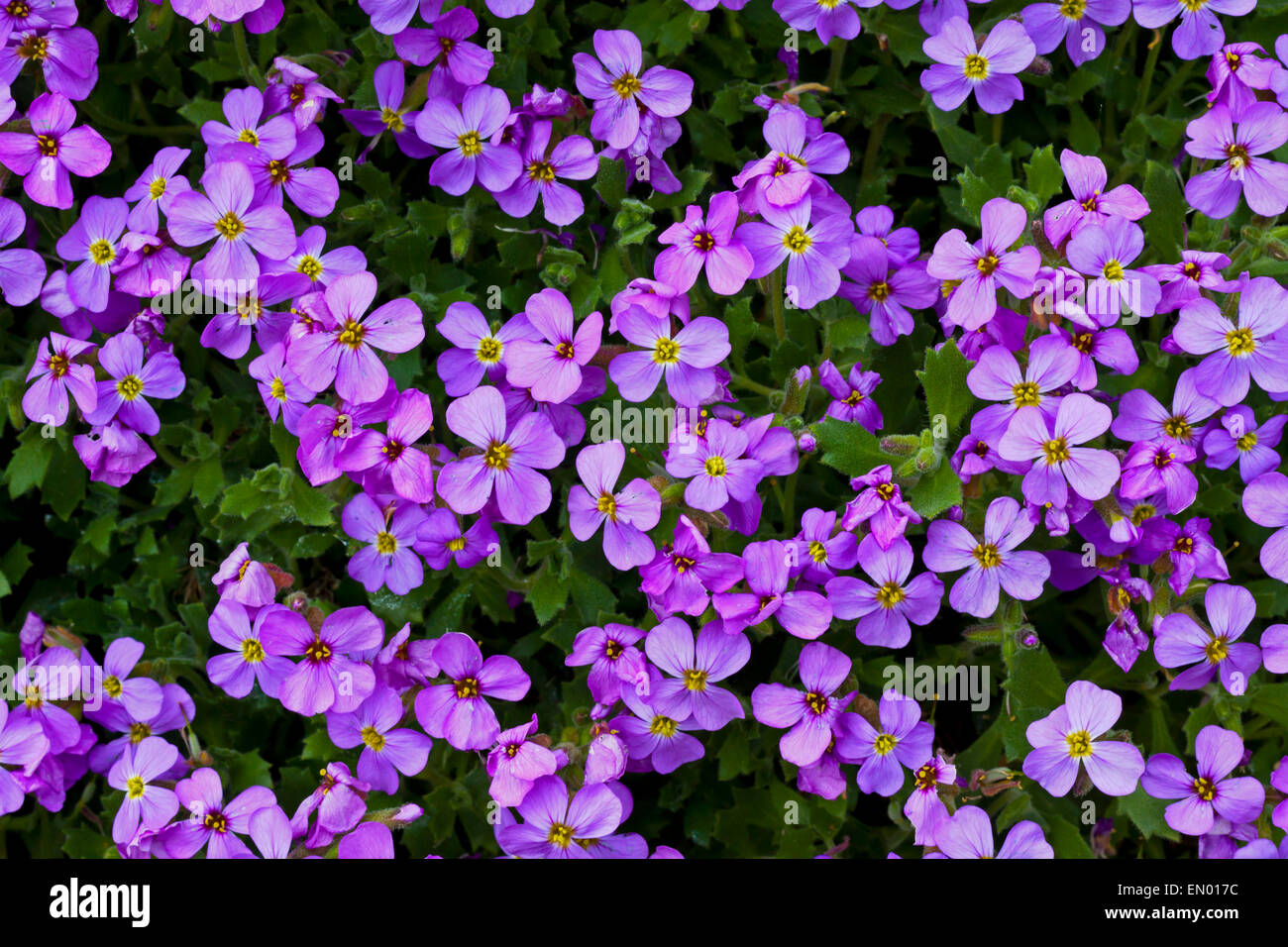 Aubretia fiori un tappeto compatto formando la diffusione ardito perenne che è ideale per la sommità della parete rock-giardini e bordature di confine Foto Stock