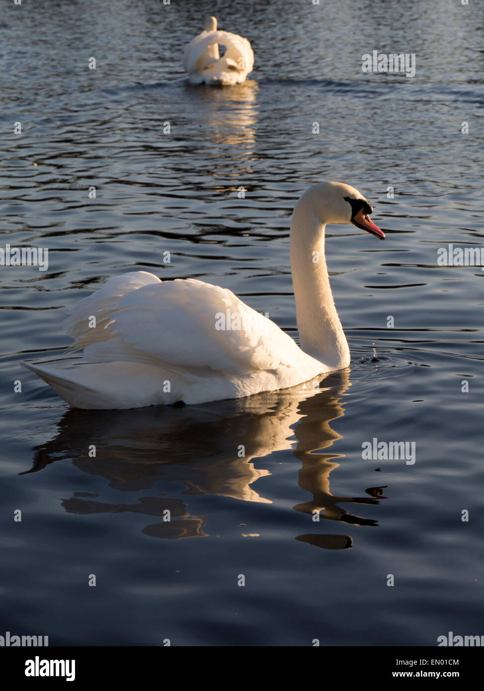 Europa, Regno Unito, Inghilterra, swan singolo Foto Stock