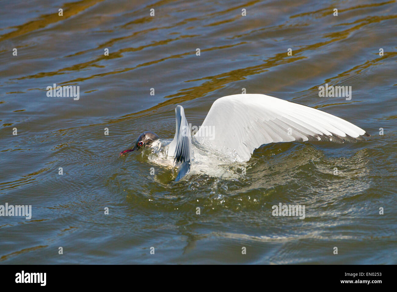 A testa nera gull Larus ridibundus in inverno piumaggio costa di Norfolk Foto Stock