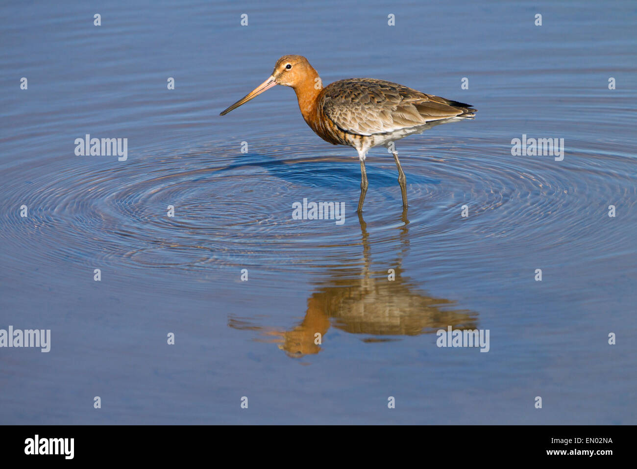 Nero-tailed godwits Limosa limosa immaturi di alimentazione di uccelli aprile Titchwell Norfolk Foto Stock