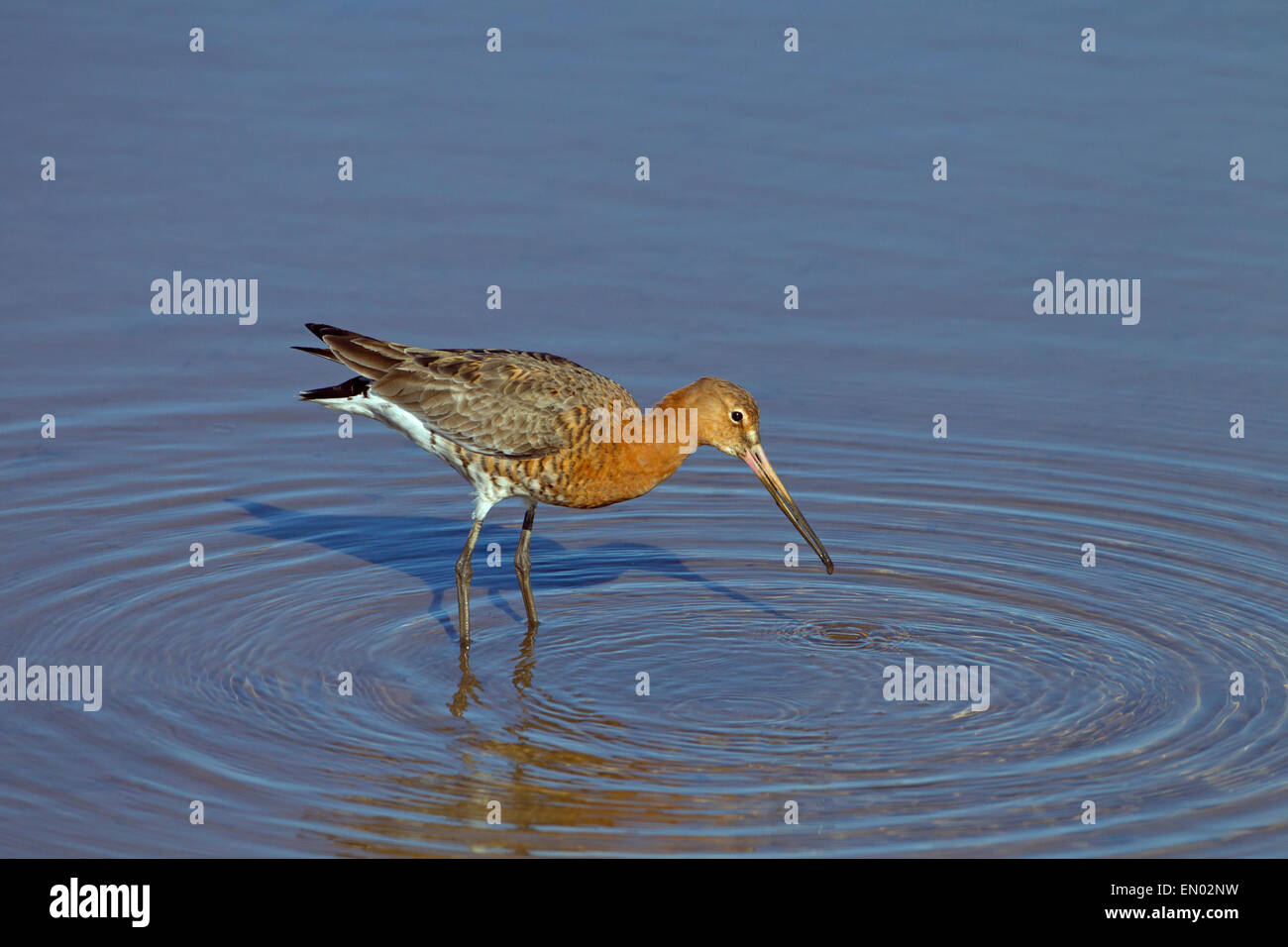Nero-tailed godwits Limosa limosa immaturi di alimentazione di uccelli aprile Titchwell Norfolk Foto Stock