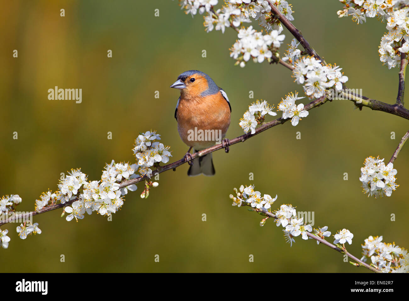 Fringuello Fringilla coelebs maschio su BLOSSOM Foto Stock