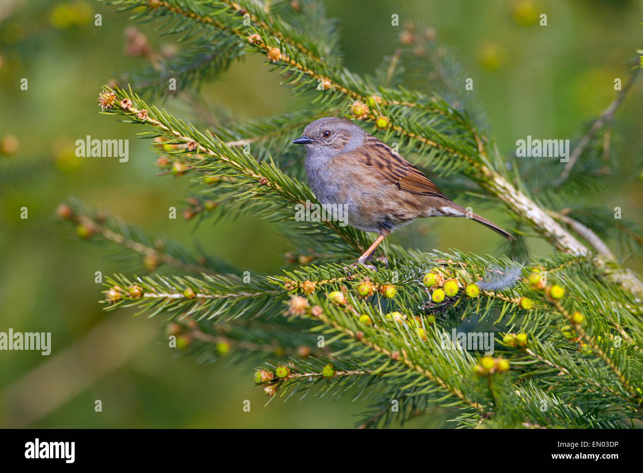 Hedge Sparrow Prunella modularis su conifera in primavera Foto Stock