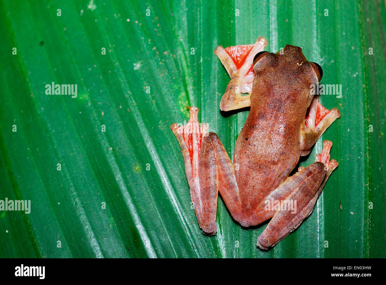 Arlecchino Raganella (Rhacophorus pardalis) in Kubah national park, Sarawak, Malesia, Borneo Foto Stock