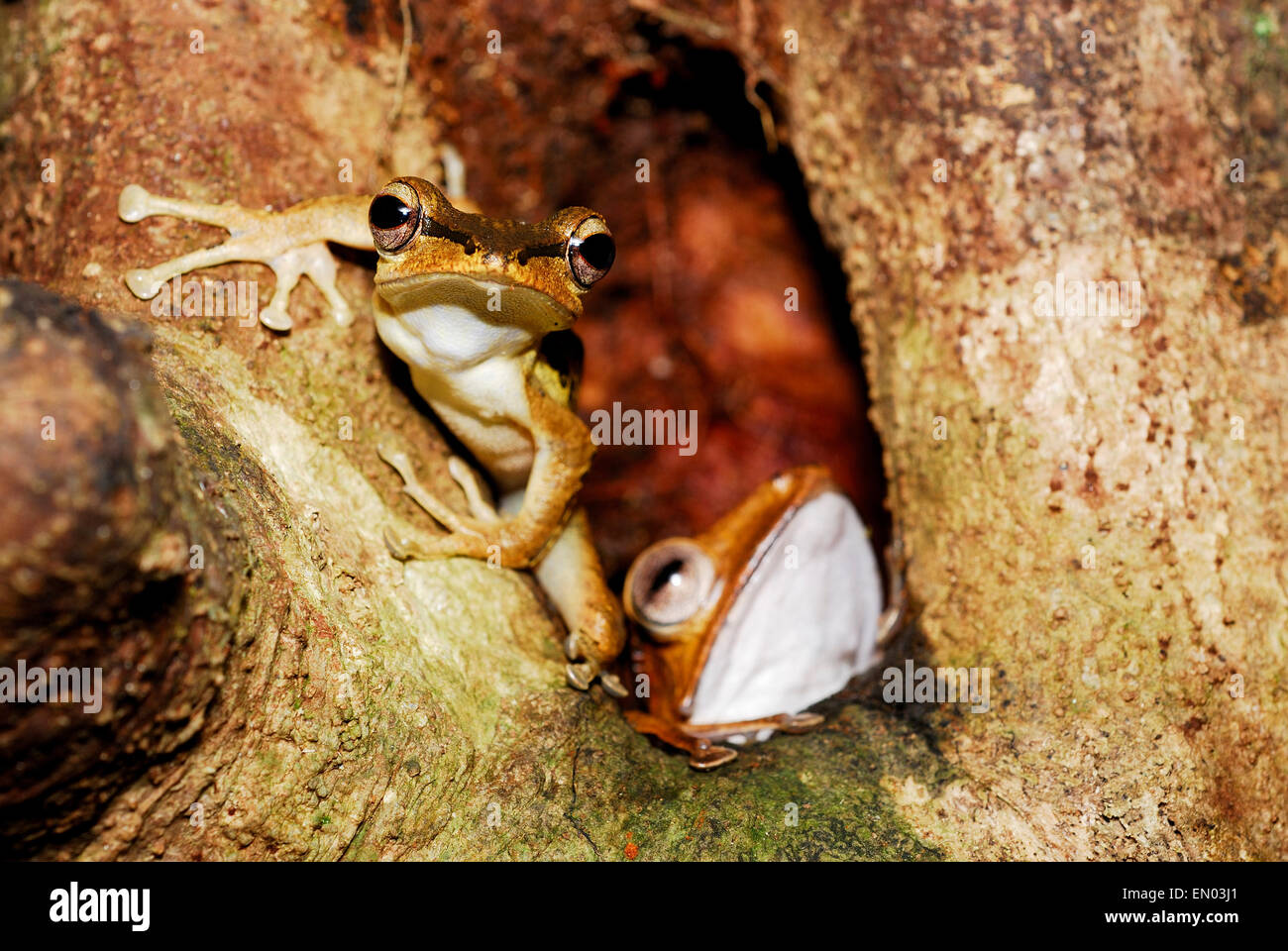 Dark-eared Raganella (Polypedates macrotis) e File-eared Raganella (Polypedates otilophus) in Kubah national park, Sarawak, Ma Foto Stock