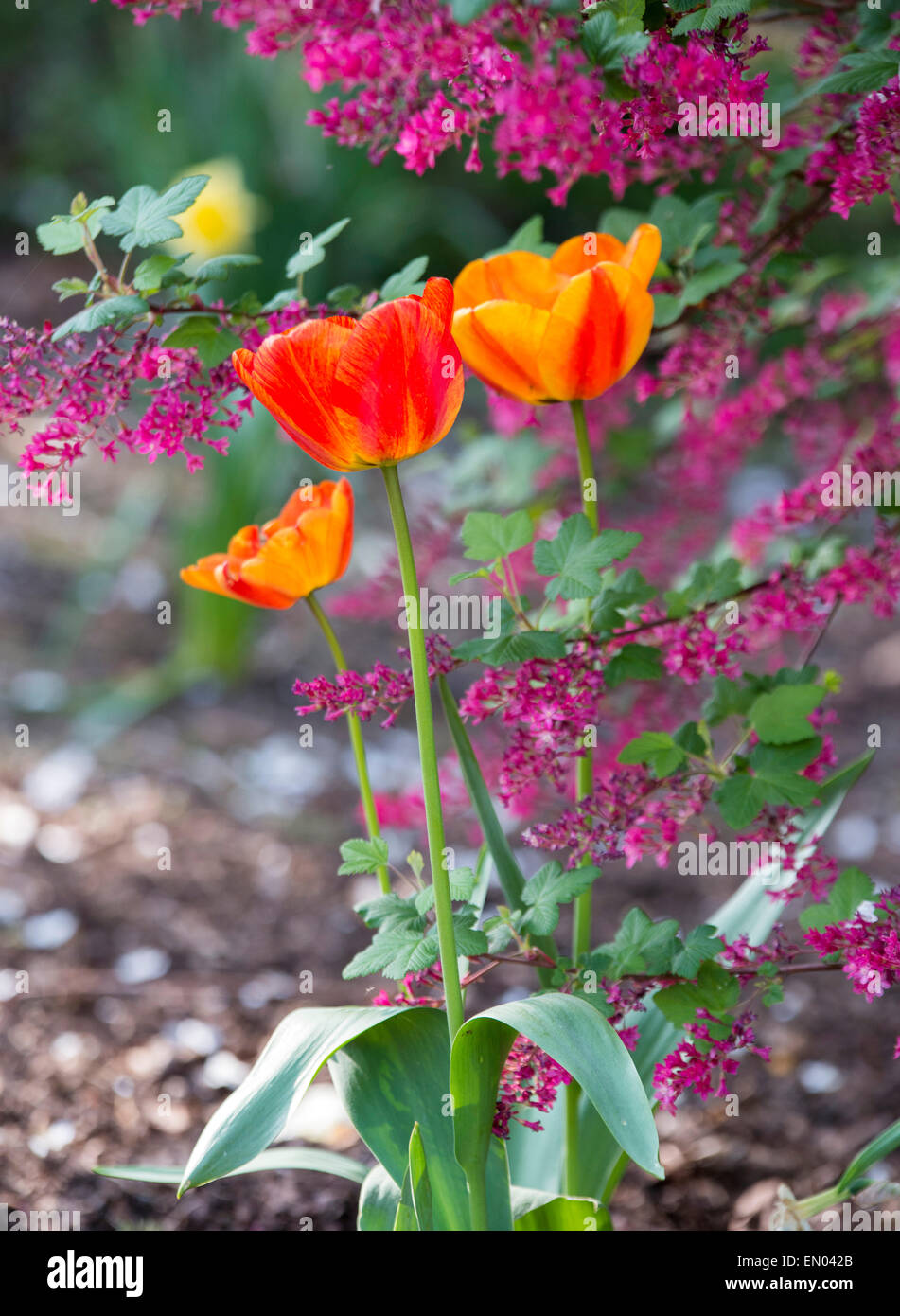 Memorial Gardens at Victoria Embankment nei prati, Nottingham England Regno Unito Foto Stock