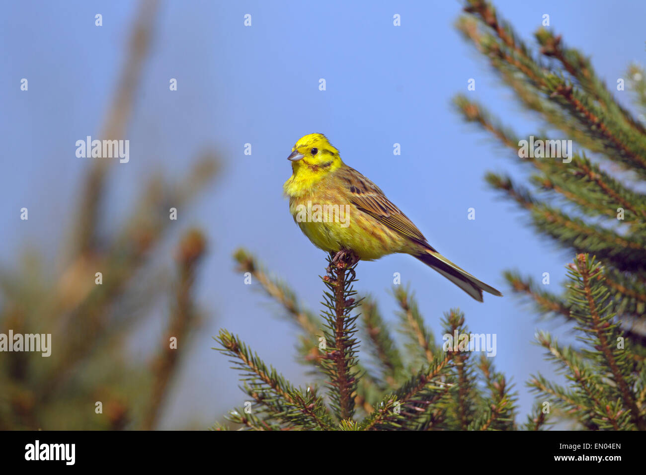 Zigolo giallo Emberiza citrinella arroccato su di conifera inverno mattina Foto Stock