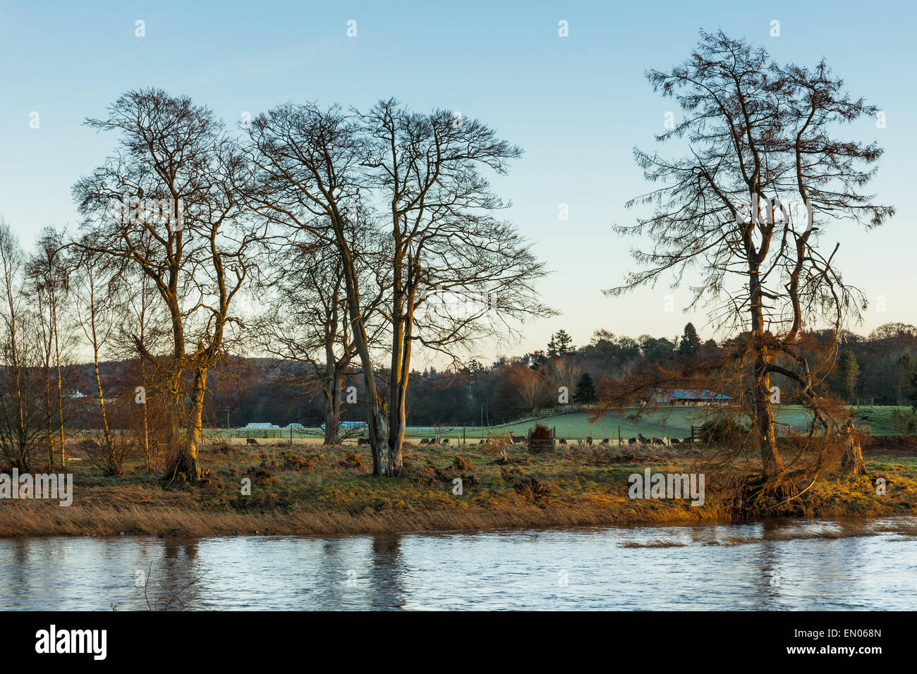 Il cervo rosso in un campo accanto al fiume Dee. Foto Stock