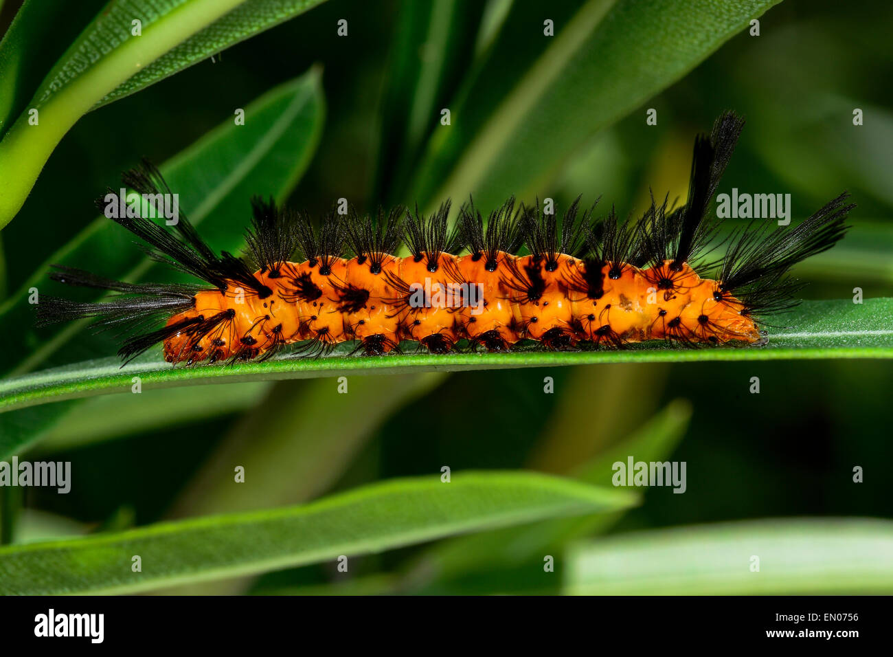 La polka-dot wasp moth, Big Pine Key Foto Stock