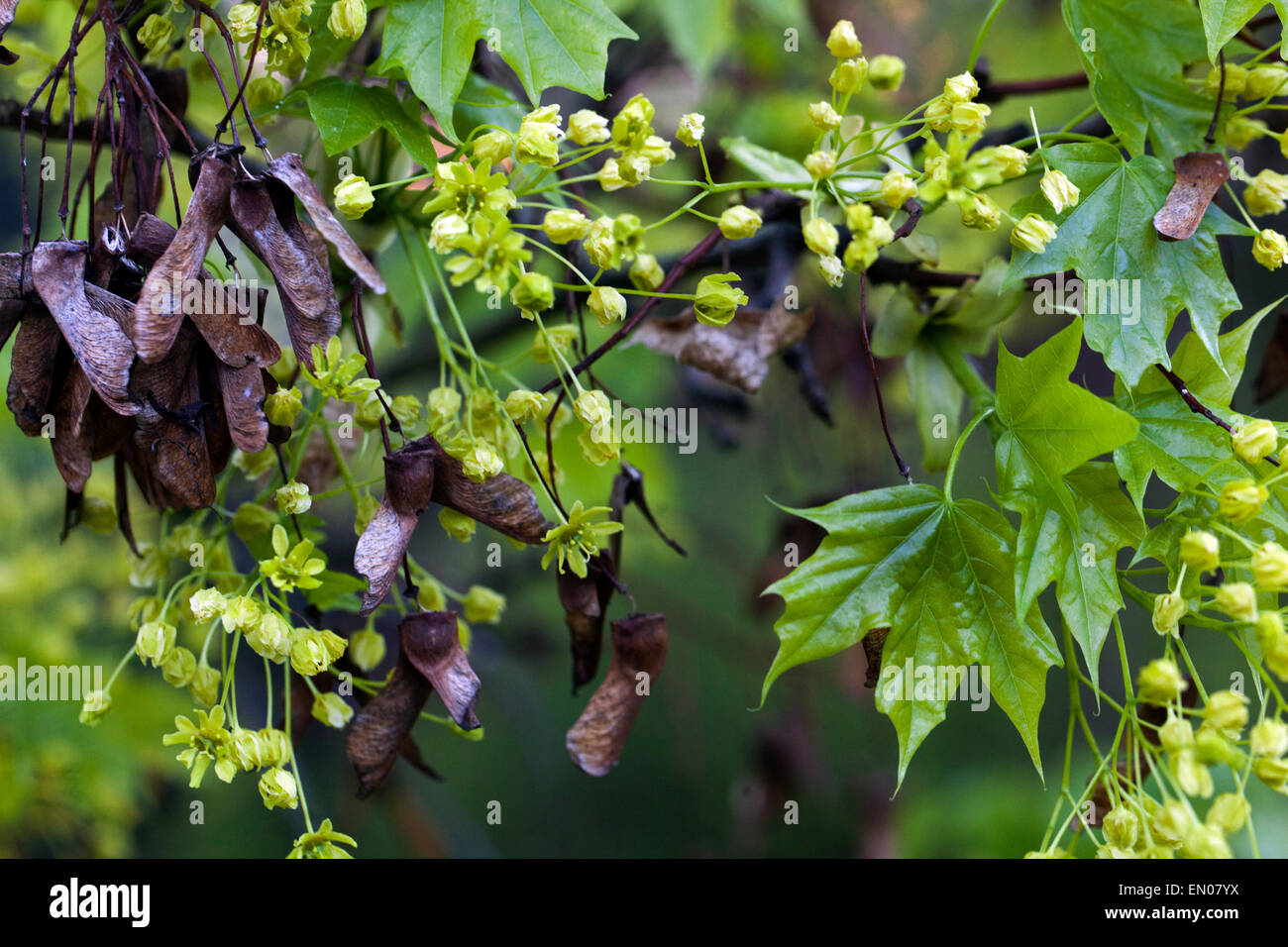 Acero della Norvegia, Acer platanoides, fiori, semi vecchi Foto Stock