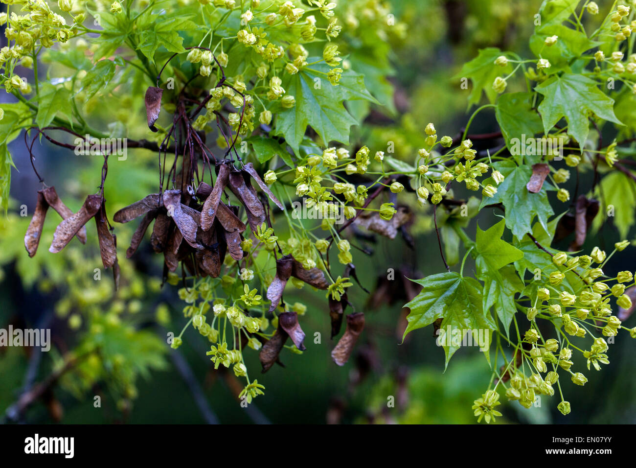 Acero della Norvegia, Acer platanoides, fiori, semi vecchi Foto Stock