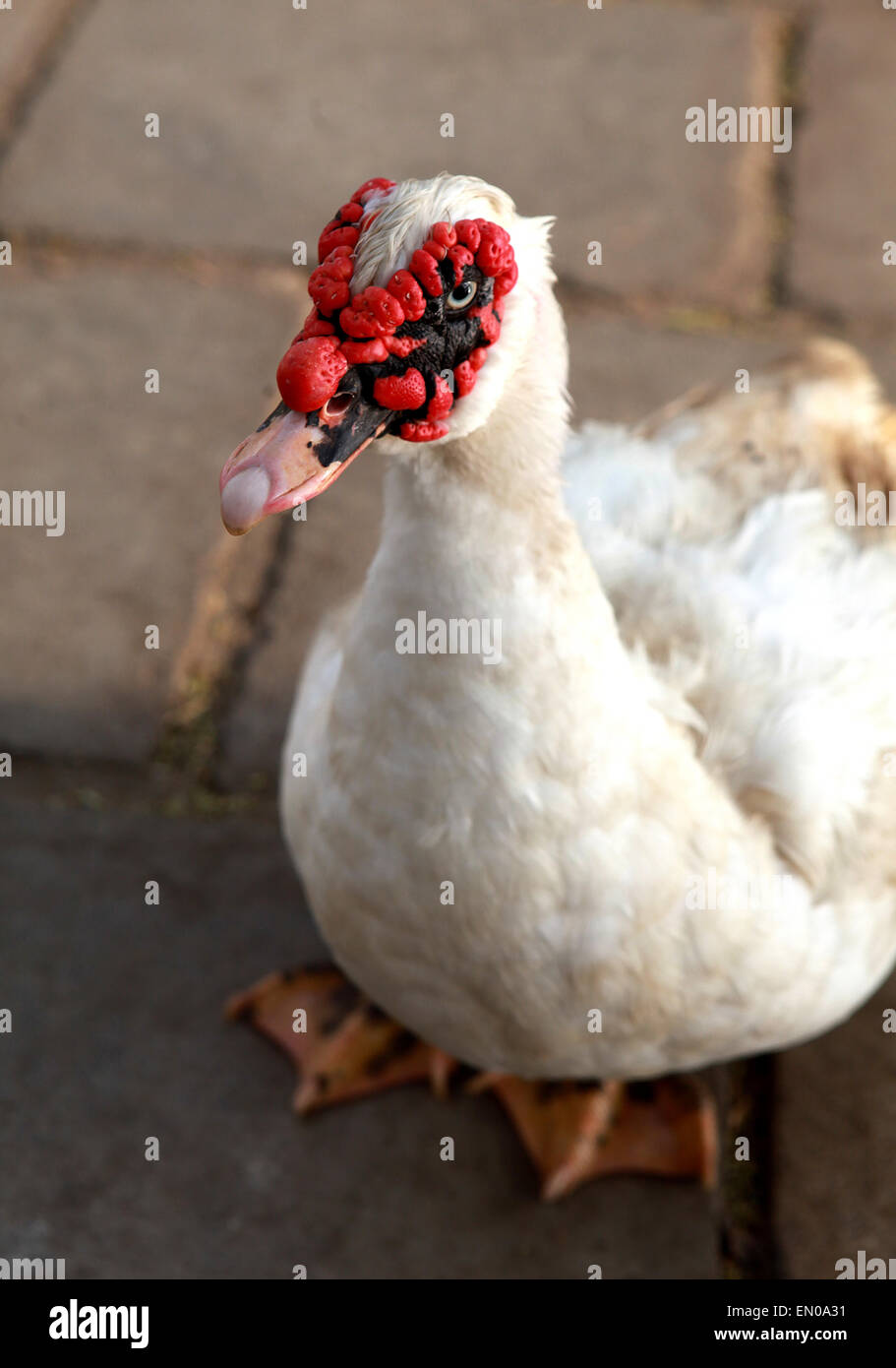 Sri Lanka: anatra muta Foto Stock