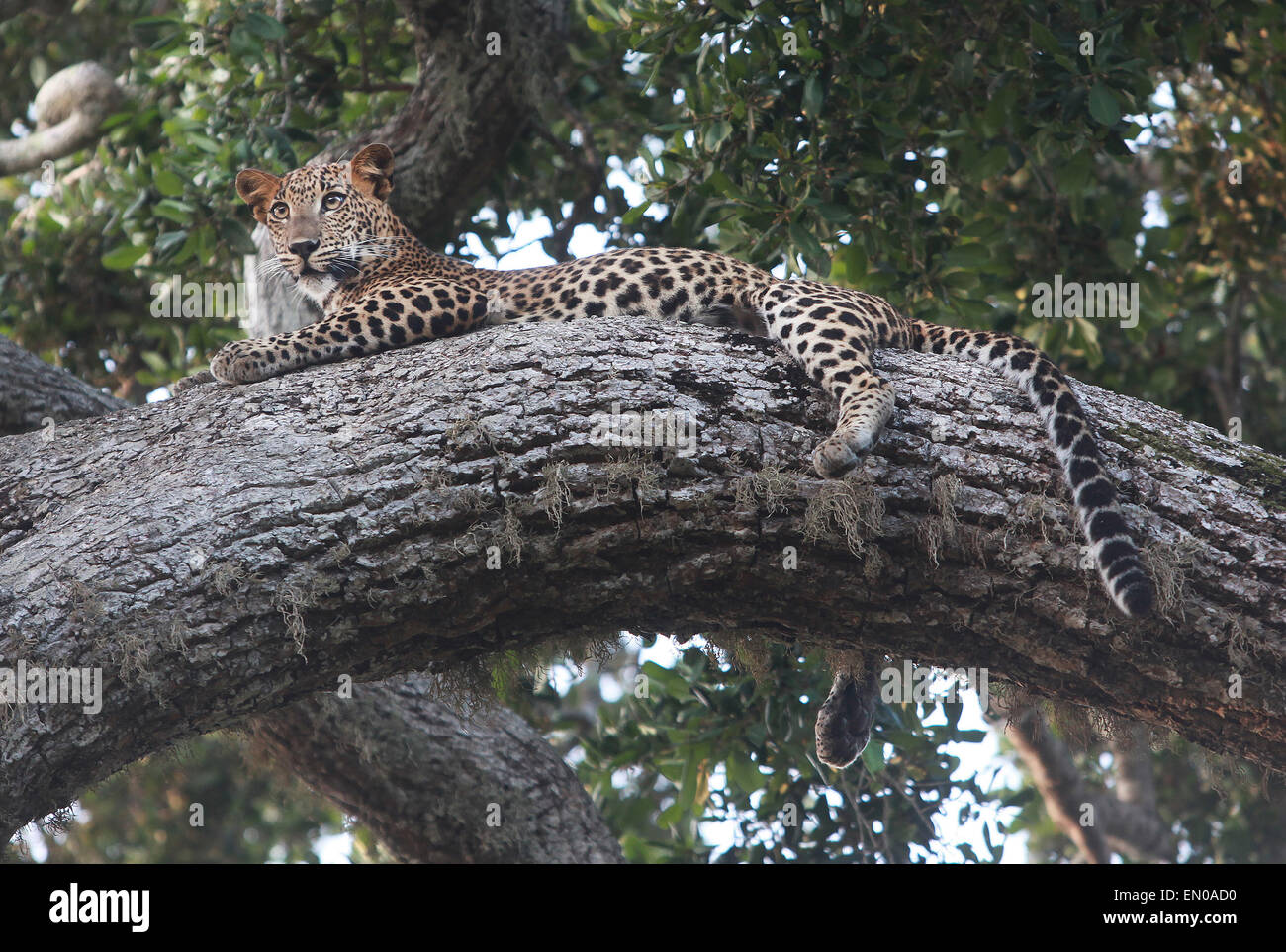 Yala National Park,Sri Lanka: leopard giacente su un tronco di albero Foto Stock