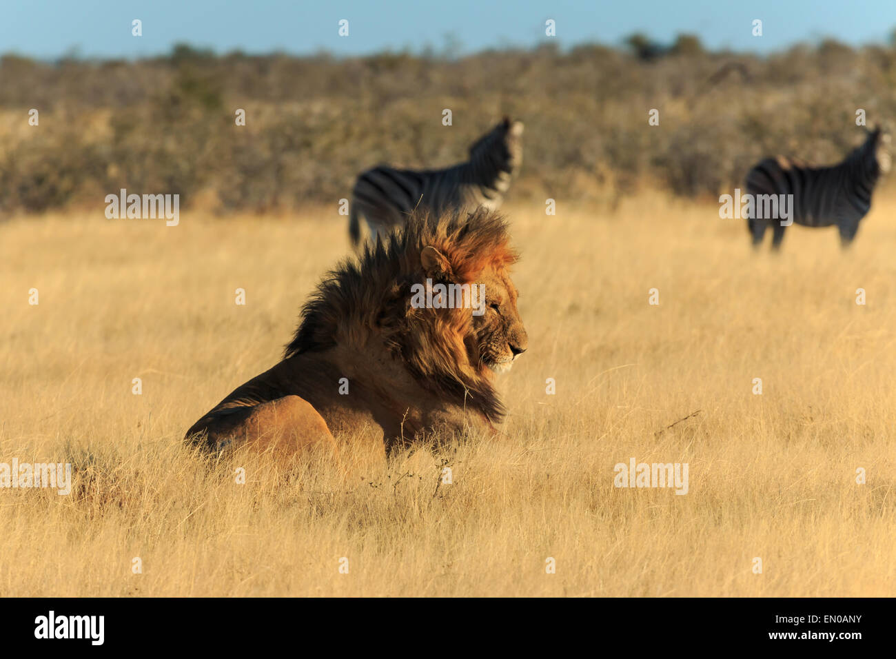 Lion in appoggio, senza bisogno di catturare la zebra adesso. Foto Stock