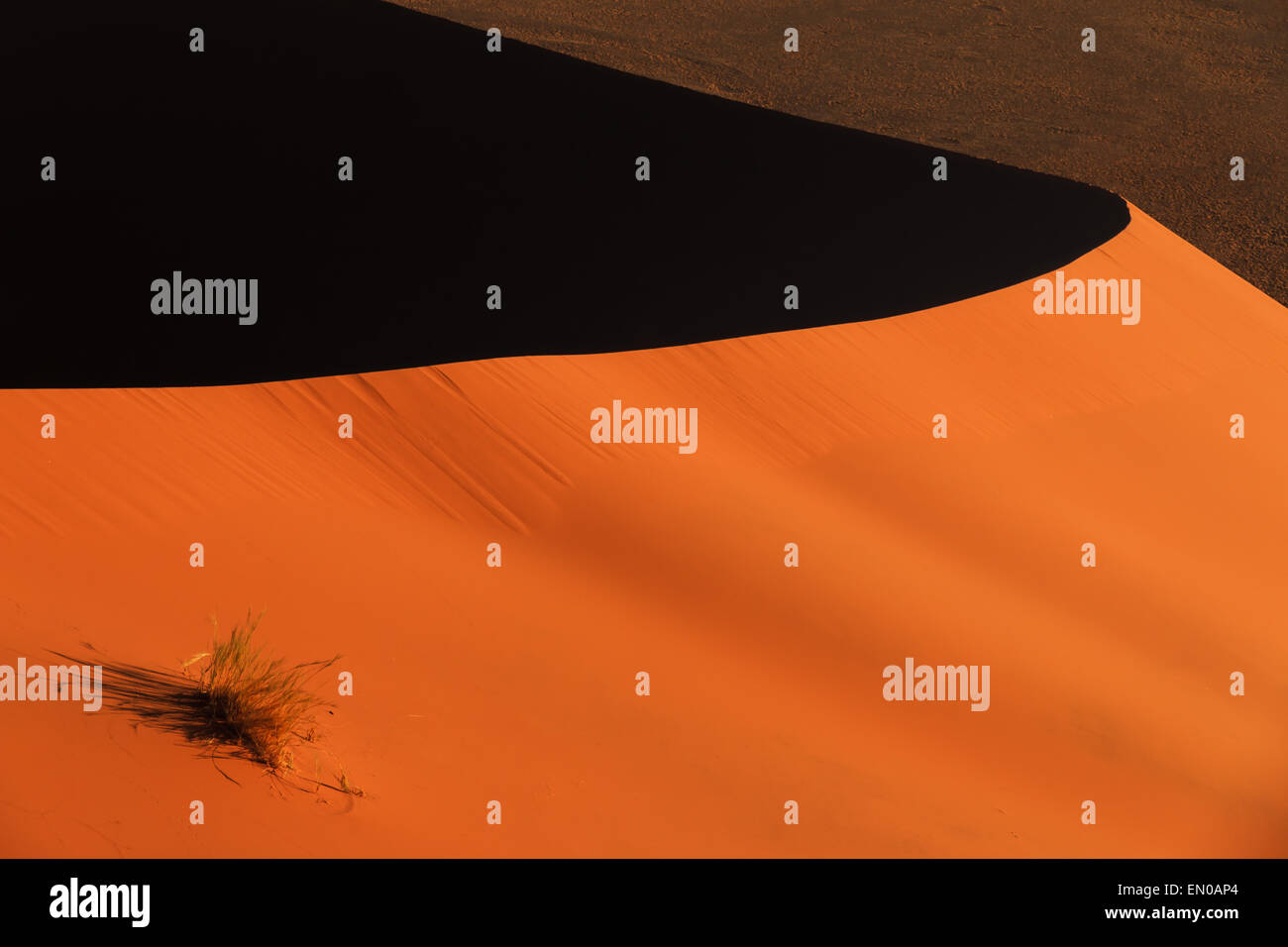 Bordo Duna Rossa sempre di sabbia in movimento al tramonto. Poca vegetazione sul sanddune. Sossusvlei, Namibia, Africa. Foto Stock