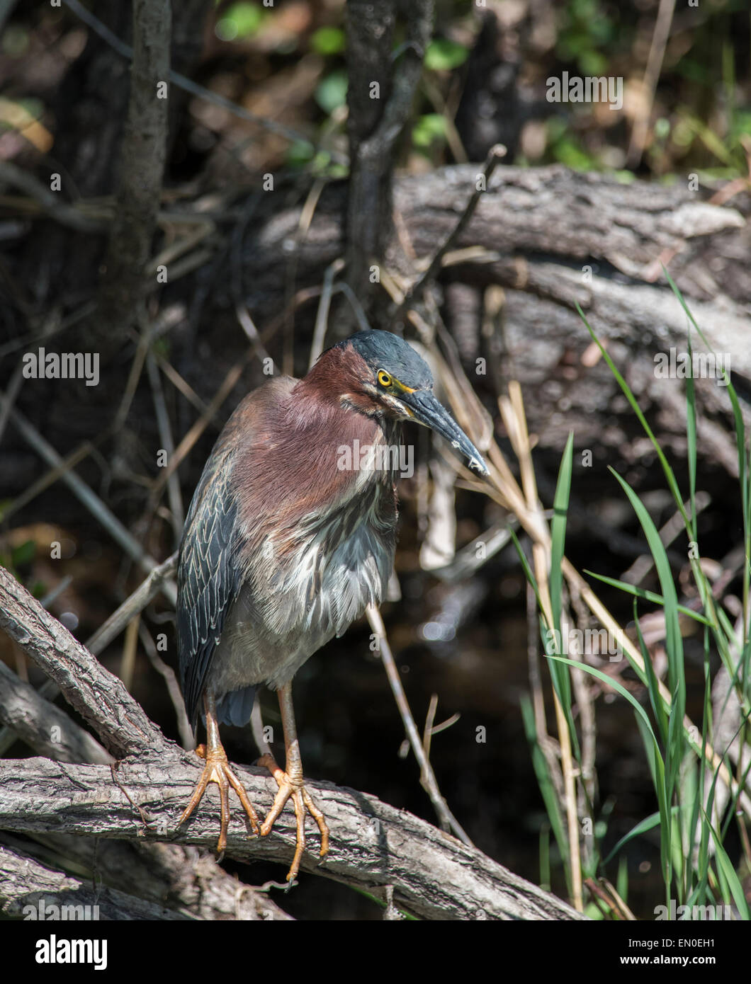 Un verde heron scansioni per preda Foto Stock