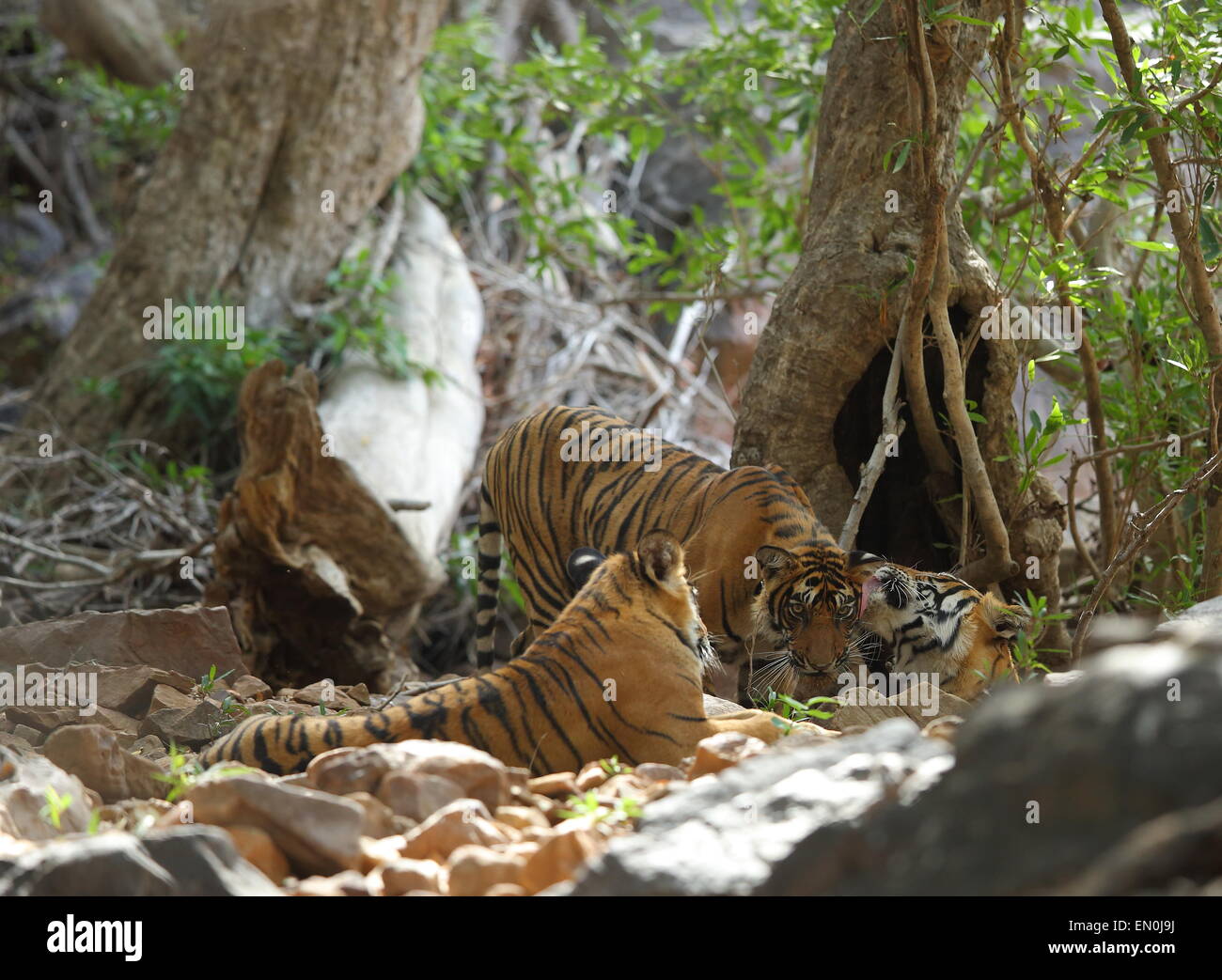 Tigre con i cuccioli nel verde della foresta di Ranthambhore National Park Foto Stock