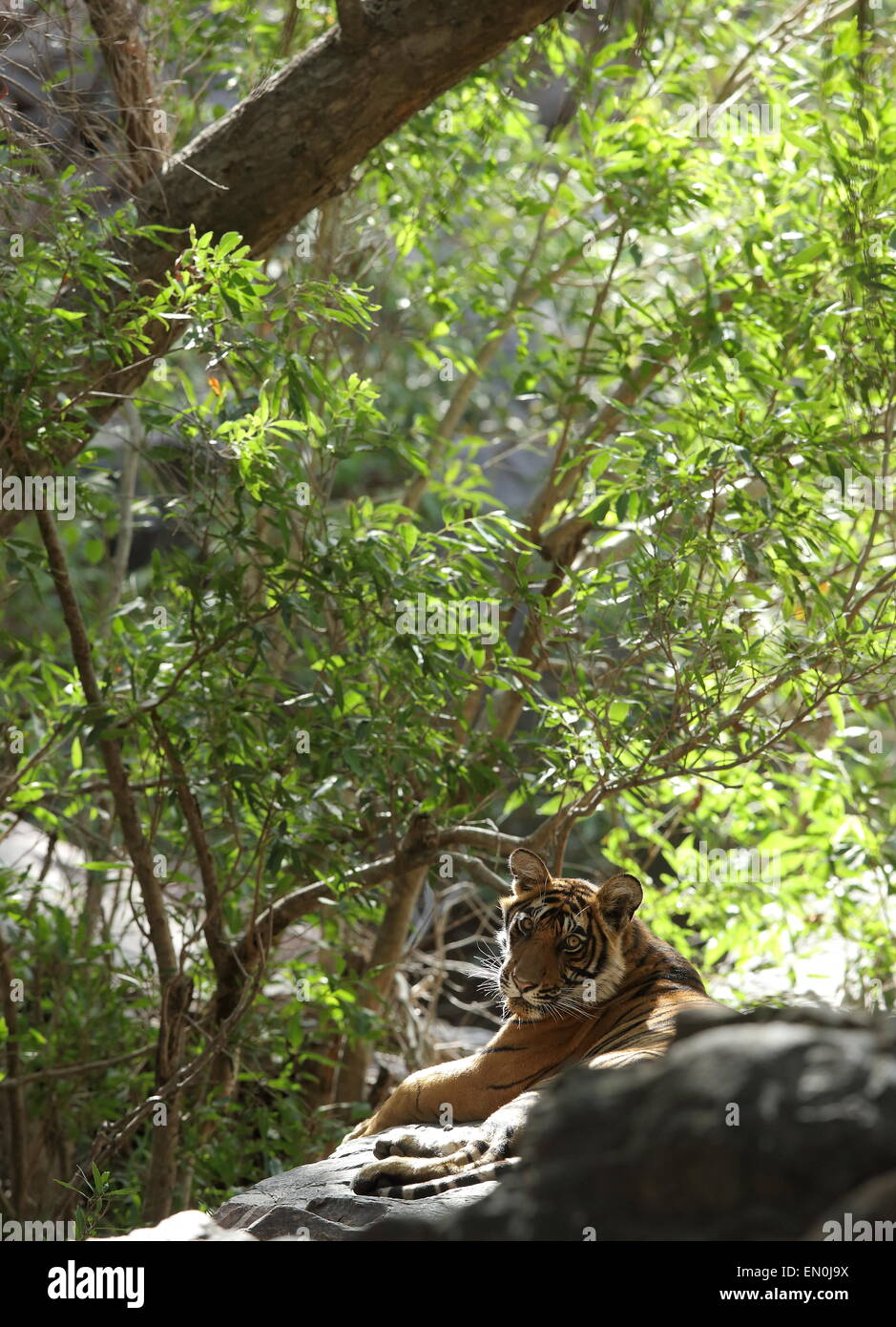 Tigre con i cuccioli nel verde della foresta di Ranthambhore National Park Foto Stock