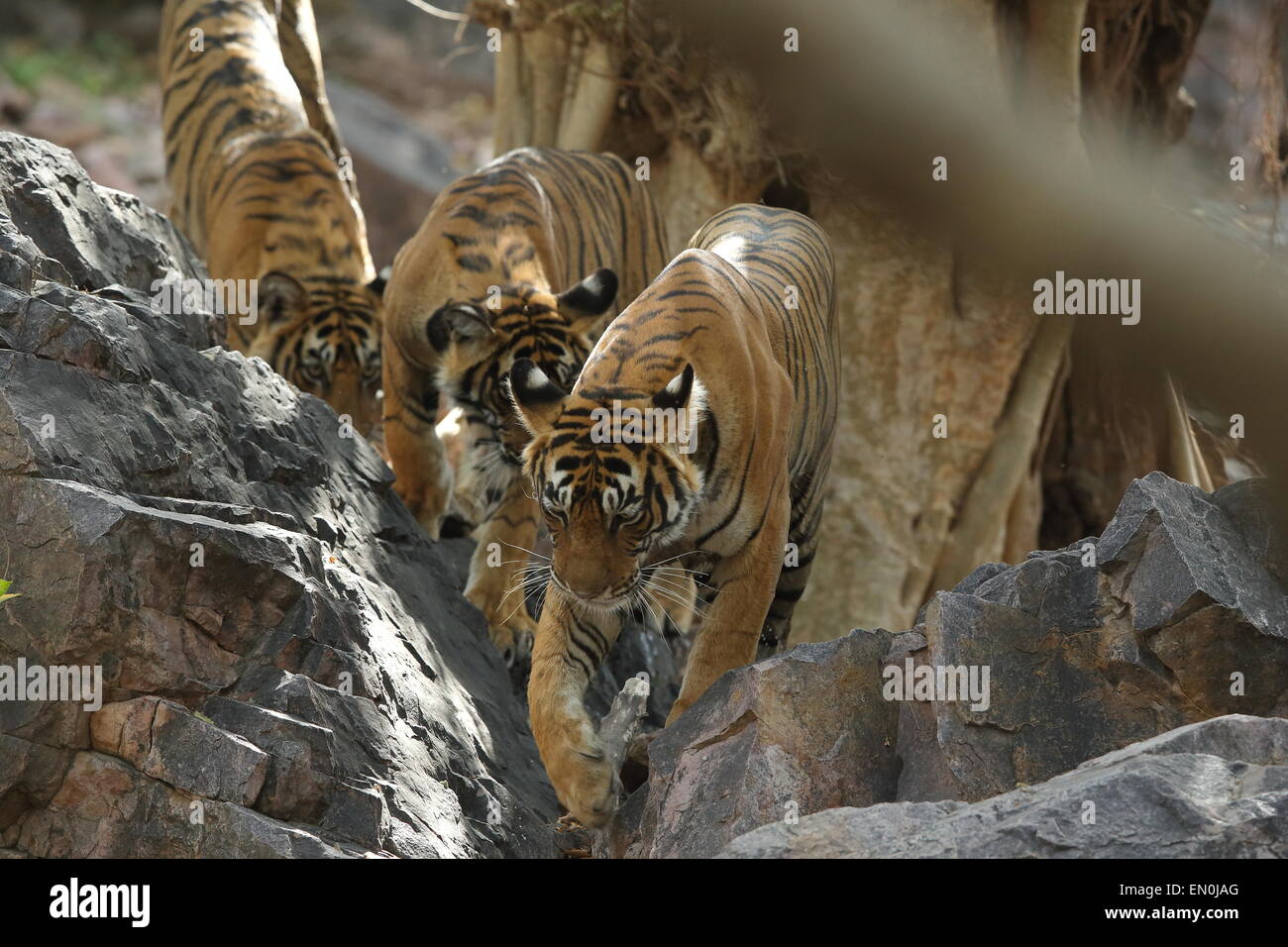 Tigre con i cuccioli su pista forestale di Ranthambhore National Park Foto Stock