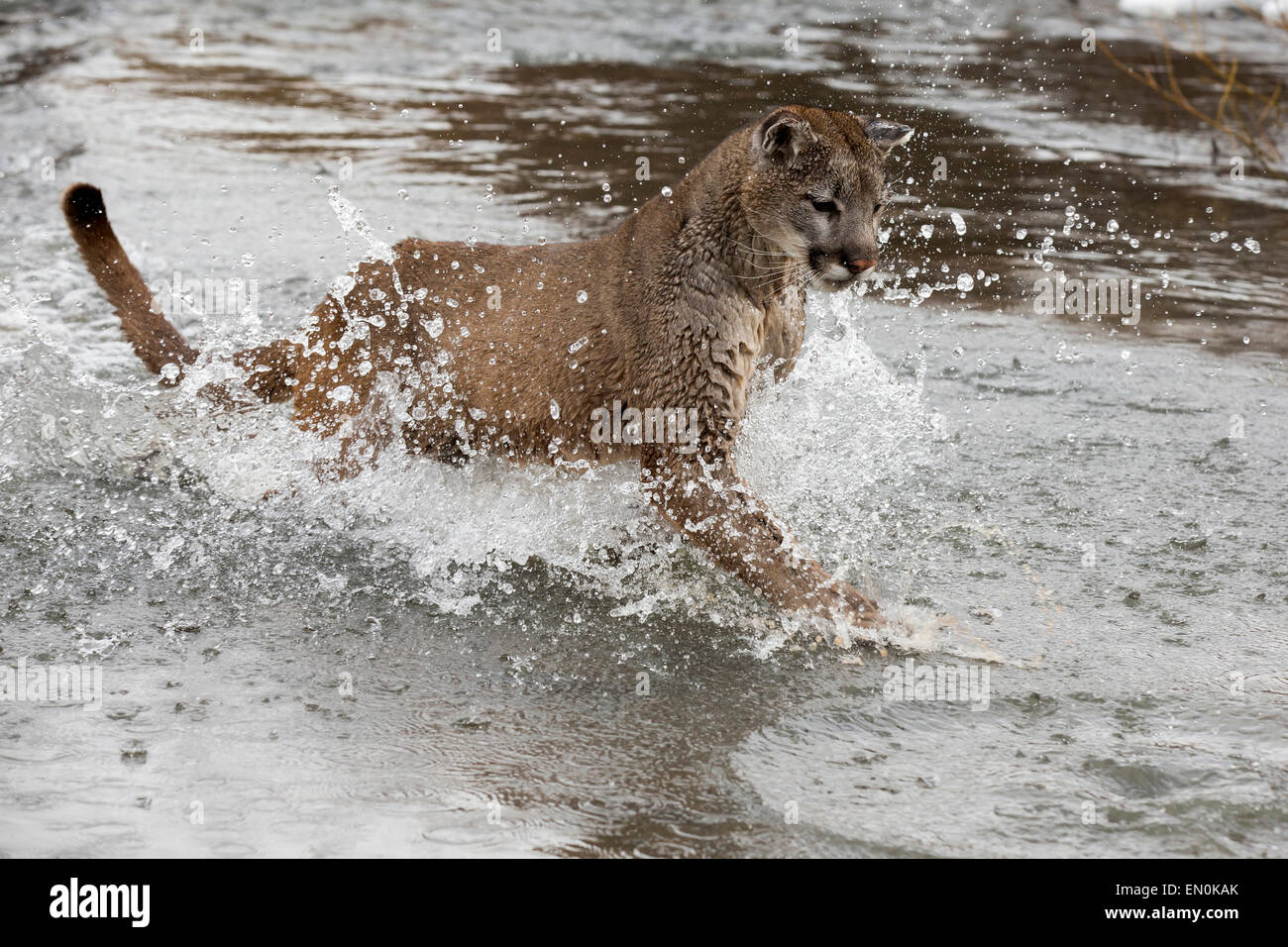 Mountain Lion (Felis concolor) in esecuzione attraverso un fiume in inverno Foto Stock