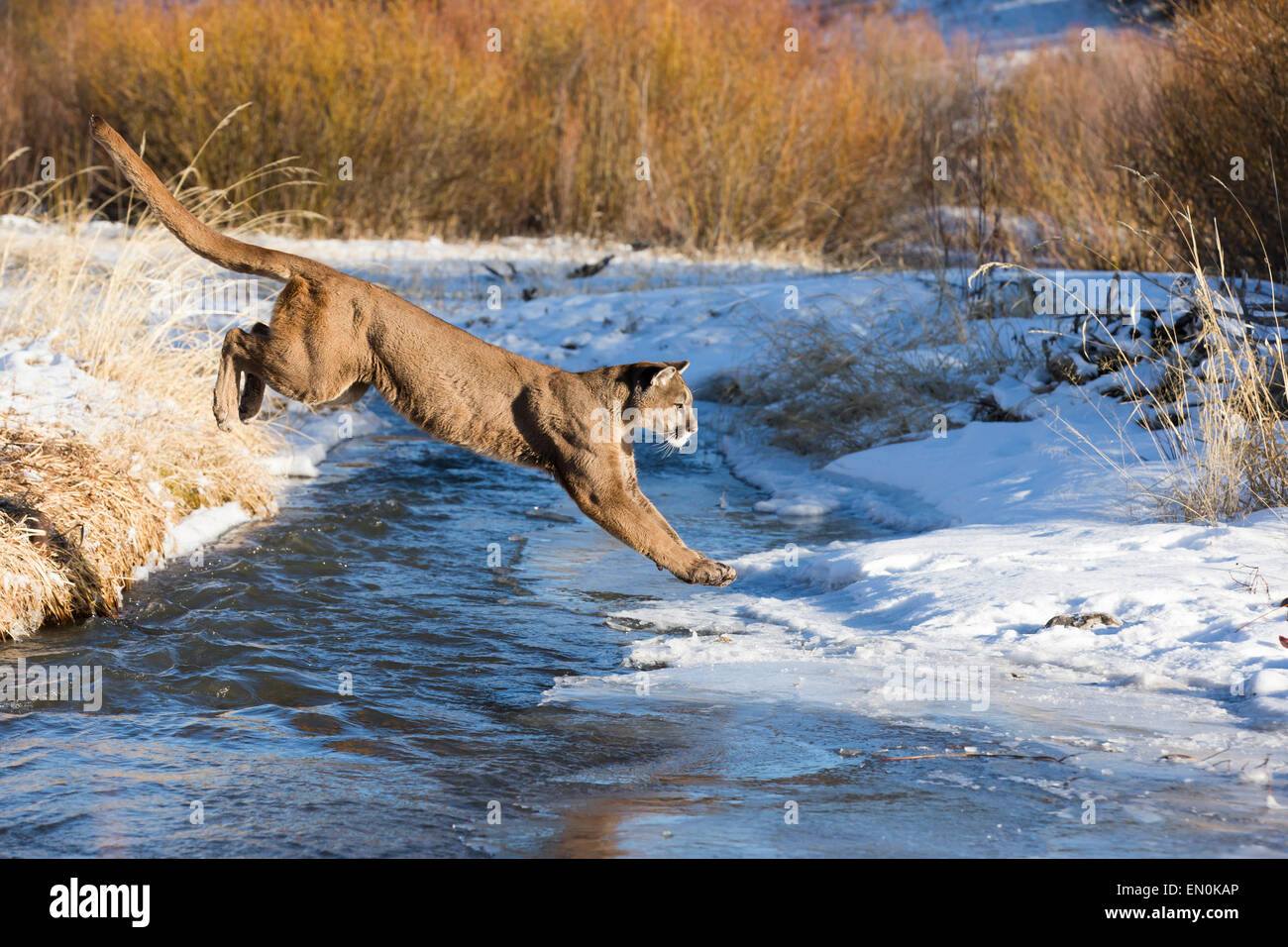 Mountain Lion (Felis concolor) saltare in aria per attraversare il fiume in inverno Foto Stock